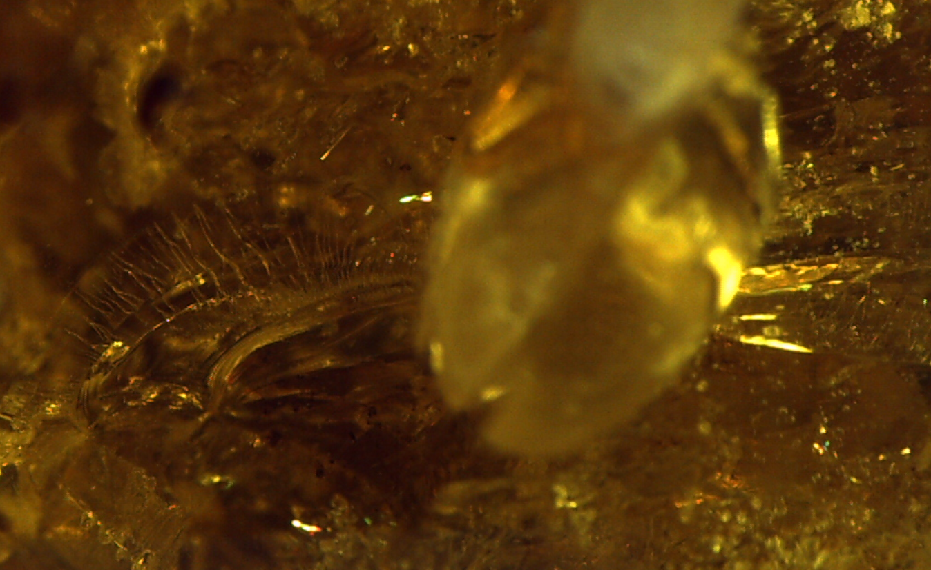 Feather in amber