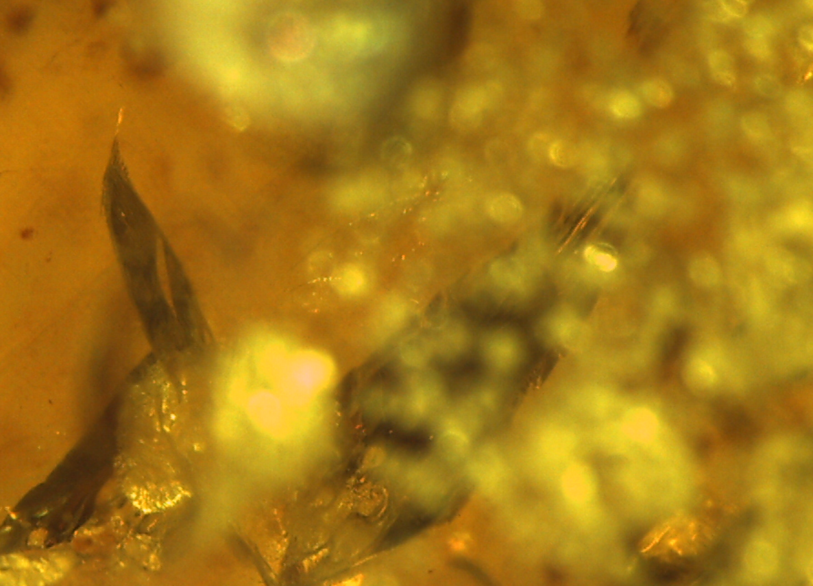 Feather in amber