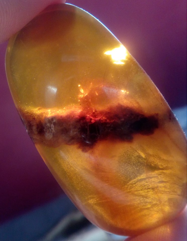 DNA in amber