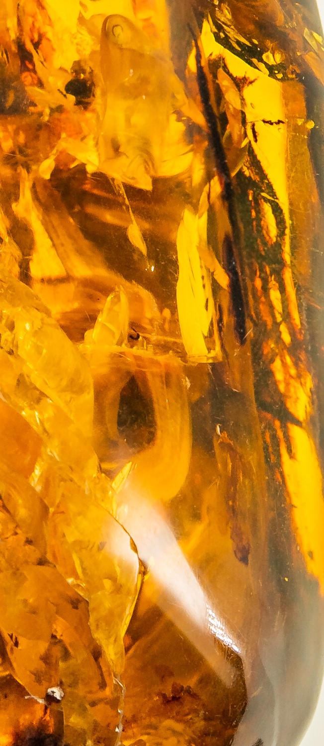 Potential 100 million year old Pterasaur in amber from Myanmar