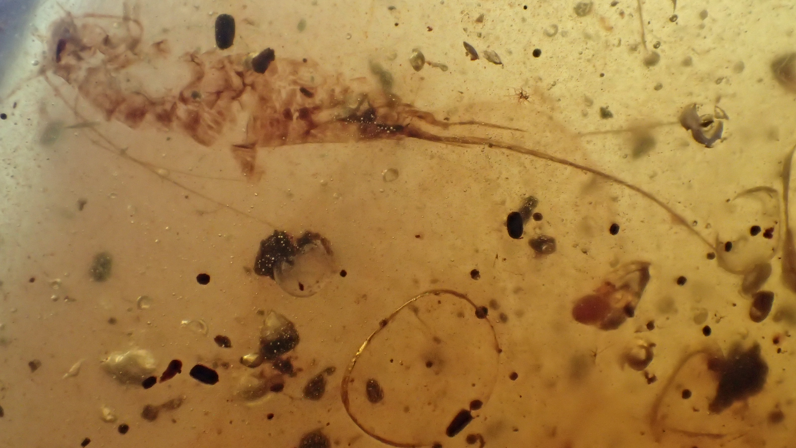 shrimp like creature in the amber with the anurognathus pterosaur