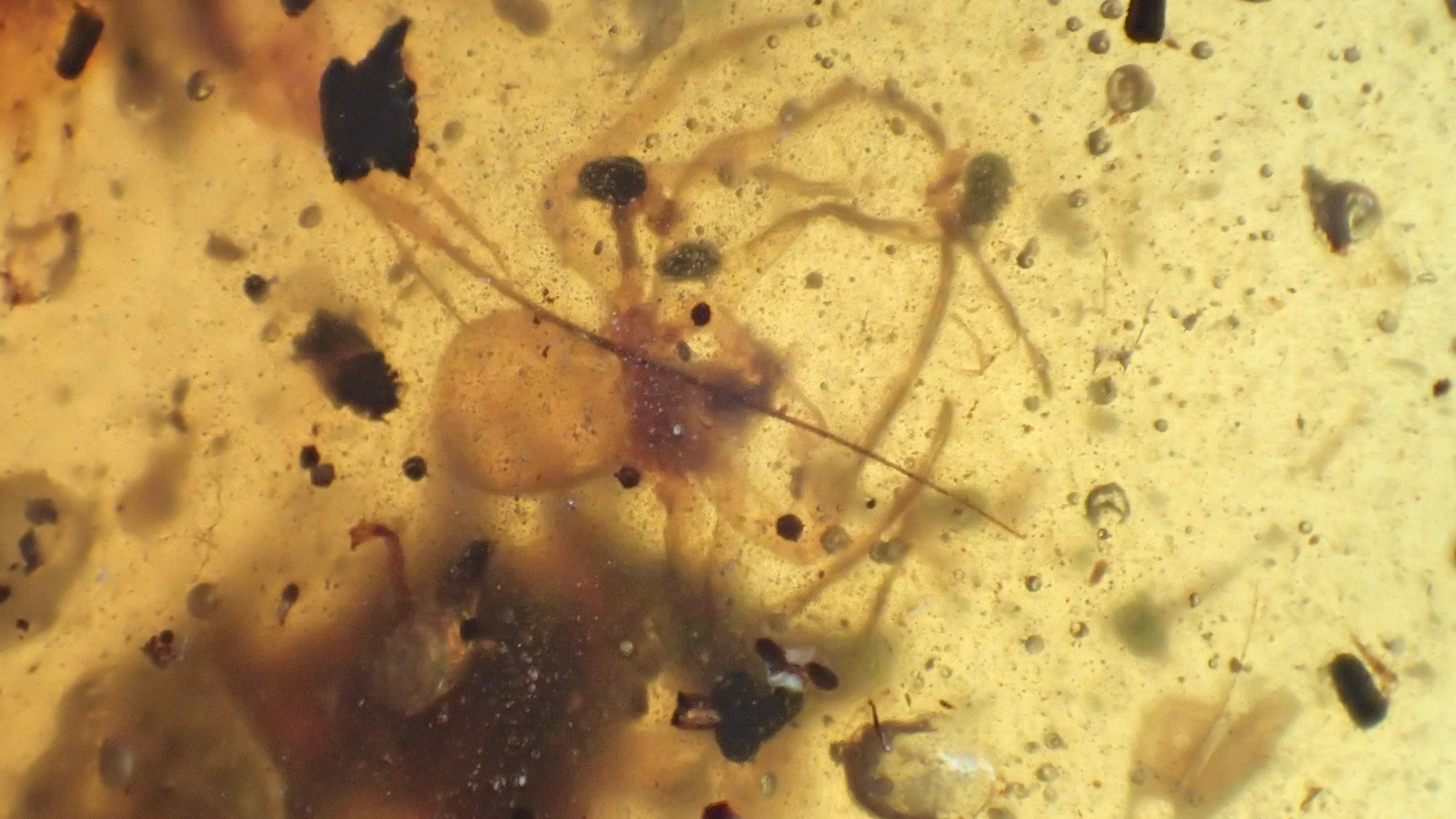 spider in the amber with the anurognathus pterosaur