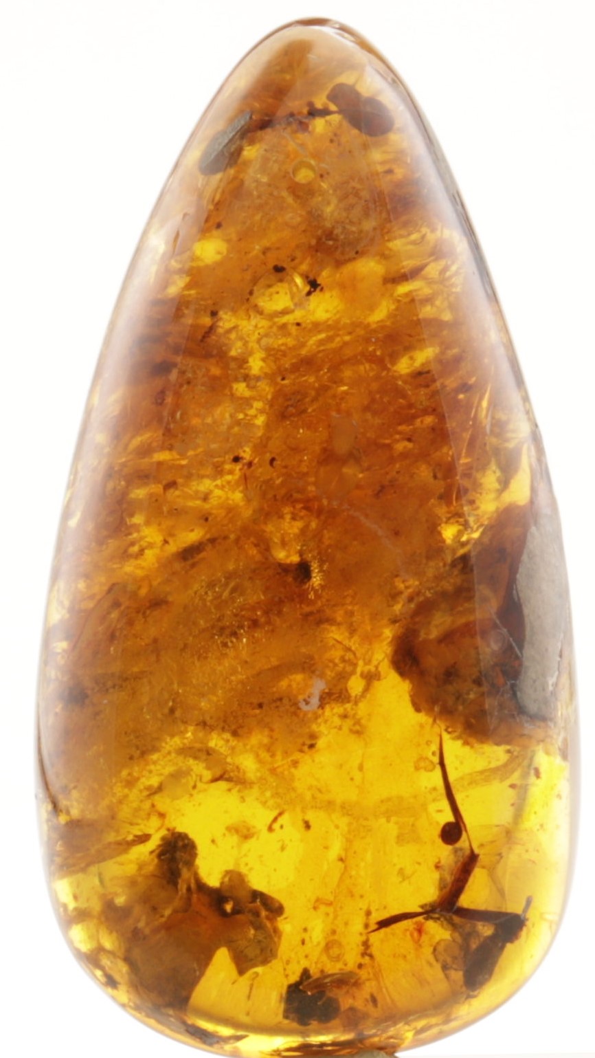 anurognathid in cretaceous amber