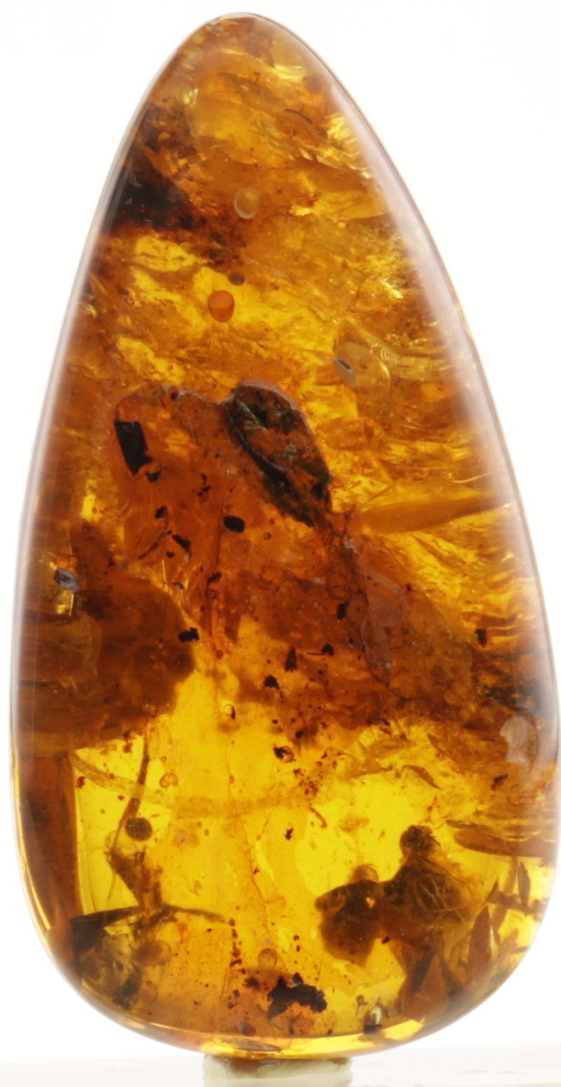 anurognathid in cretaceous amber