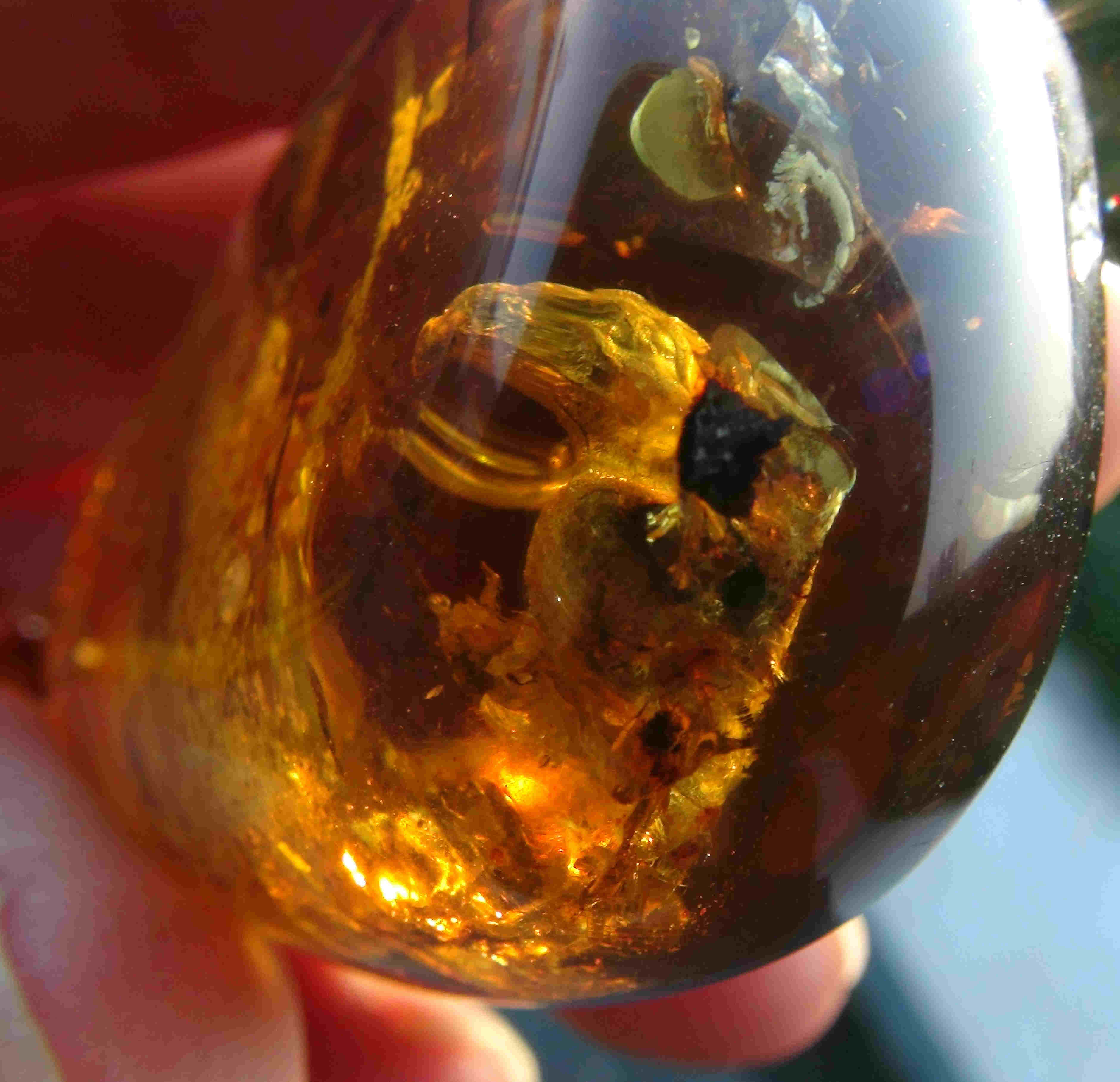 bird in burmite amber