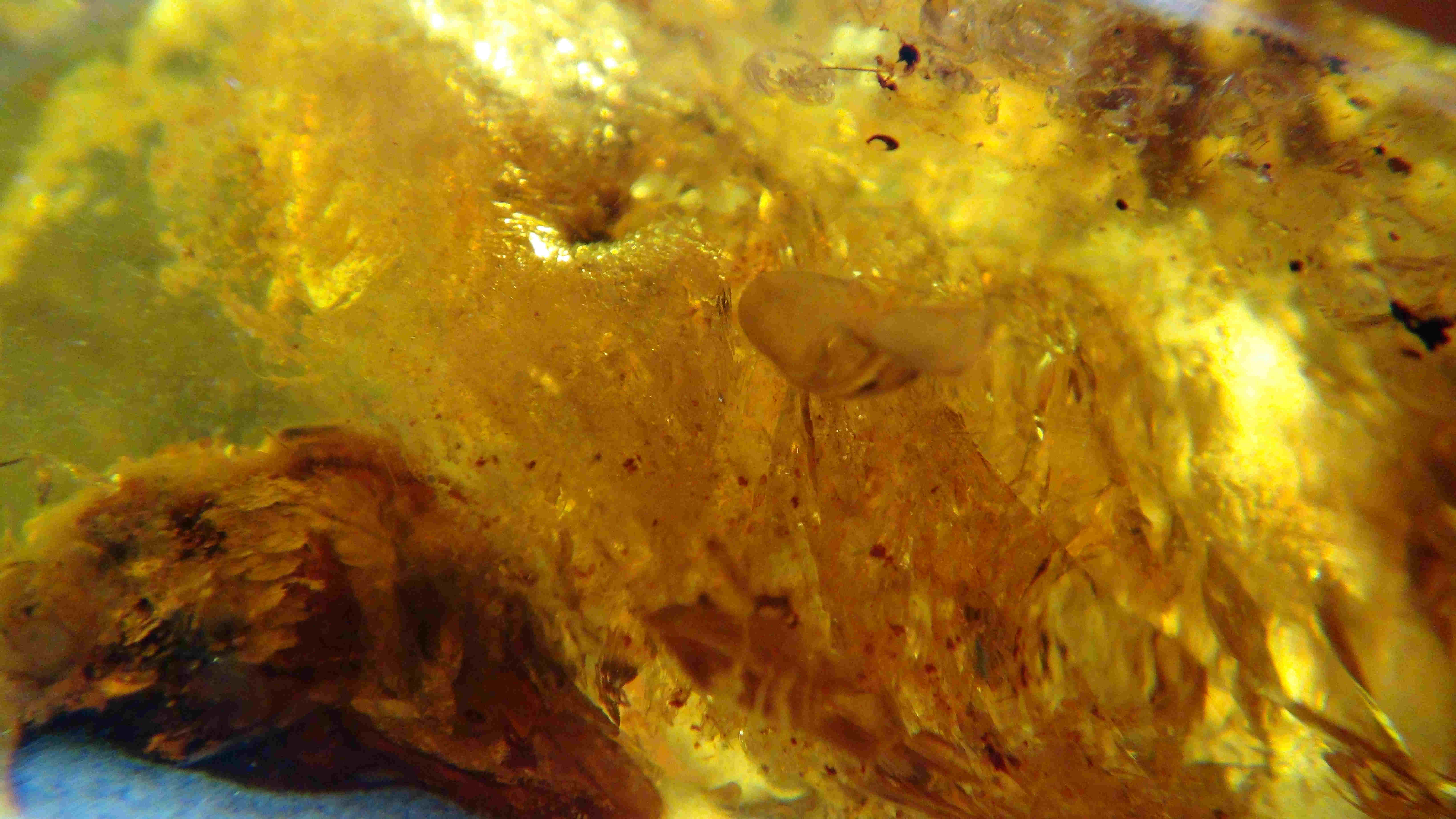 bird nest in amber