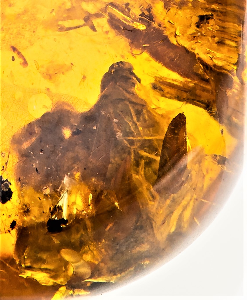 Bird in amber