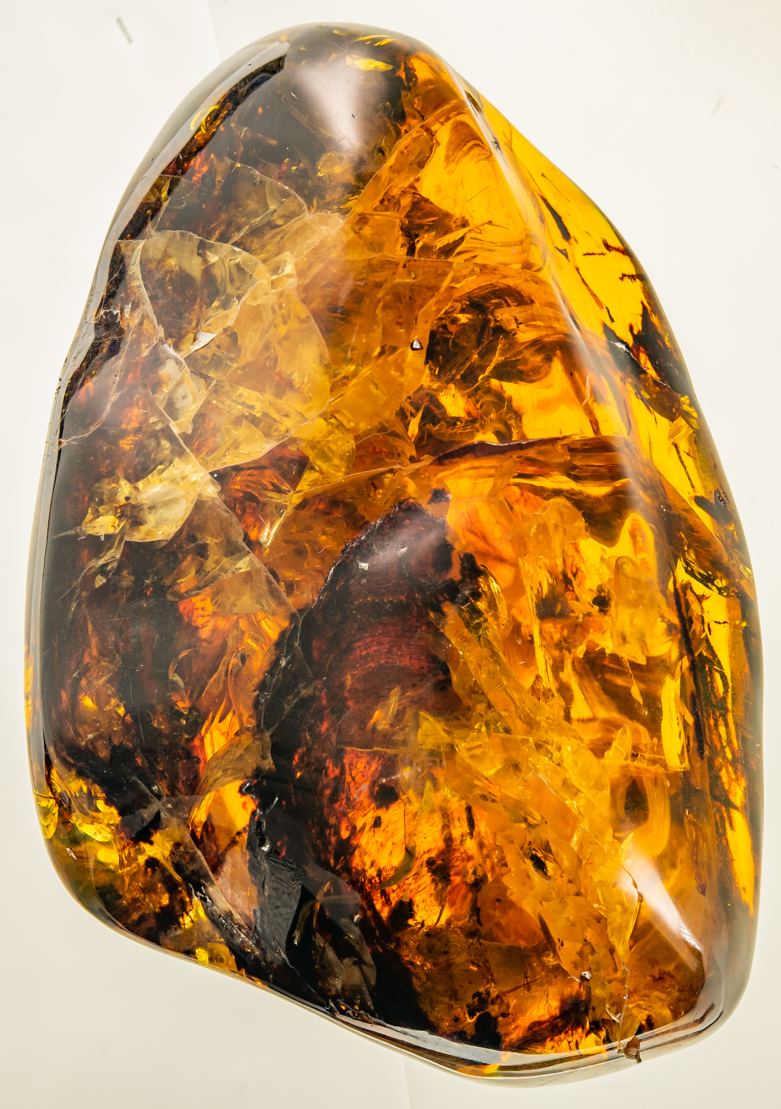 Arboreal volants in amber
