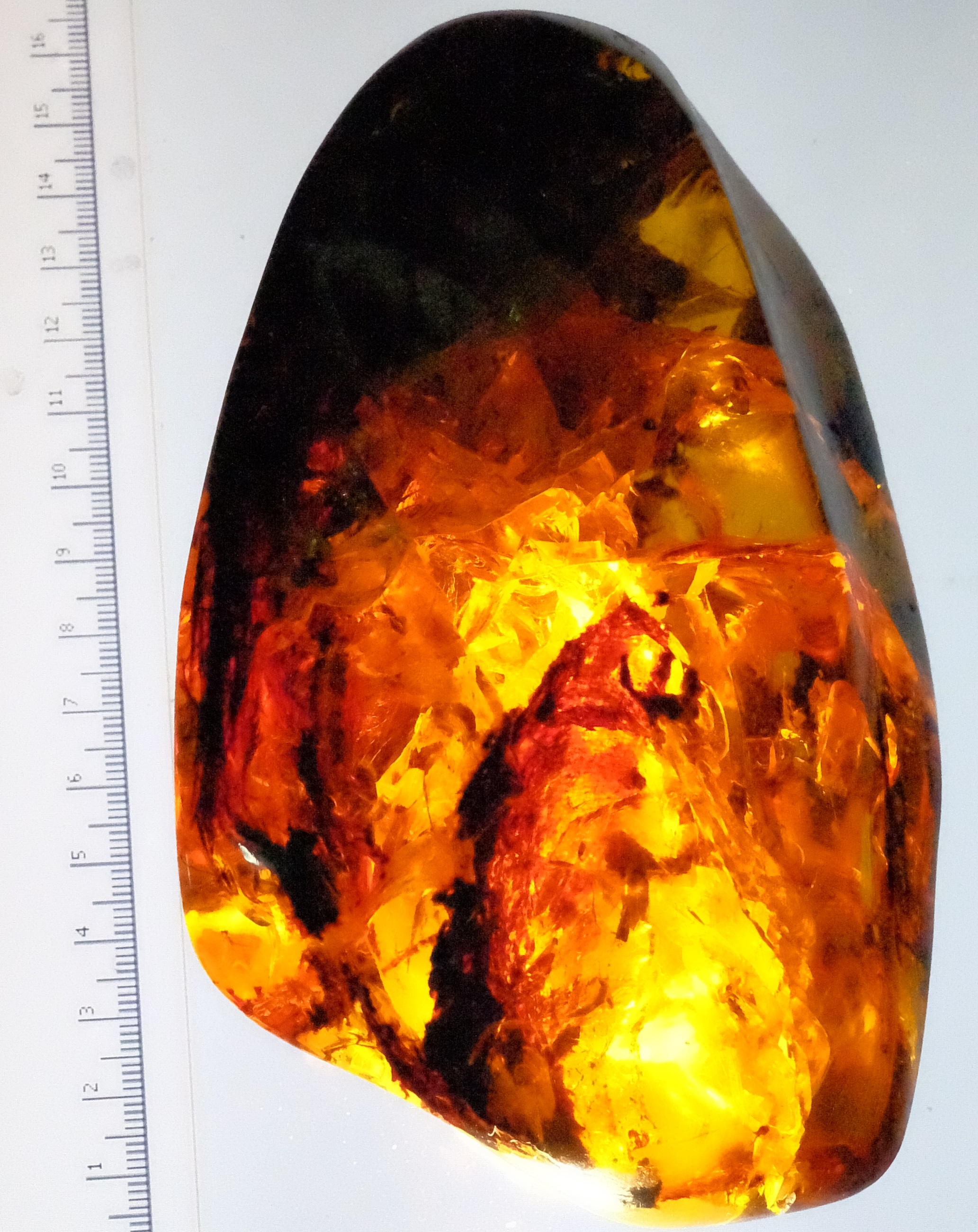 Arboreal volants in amber