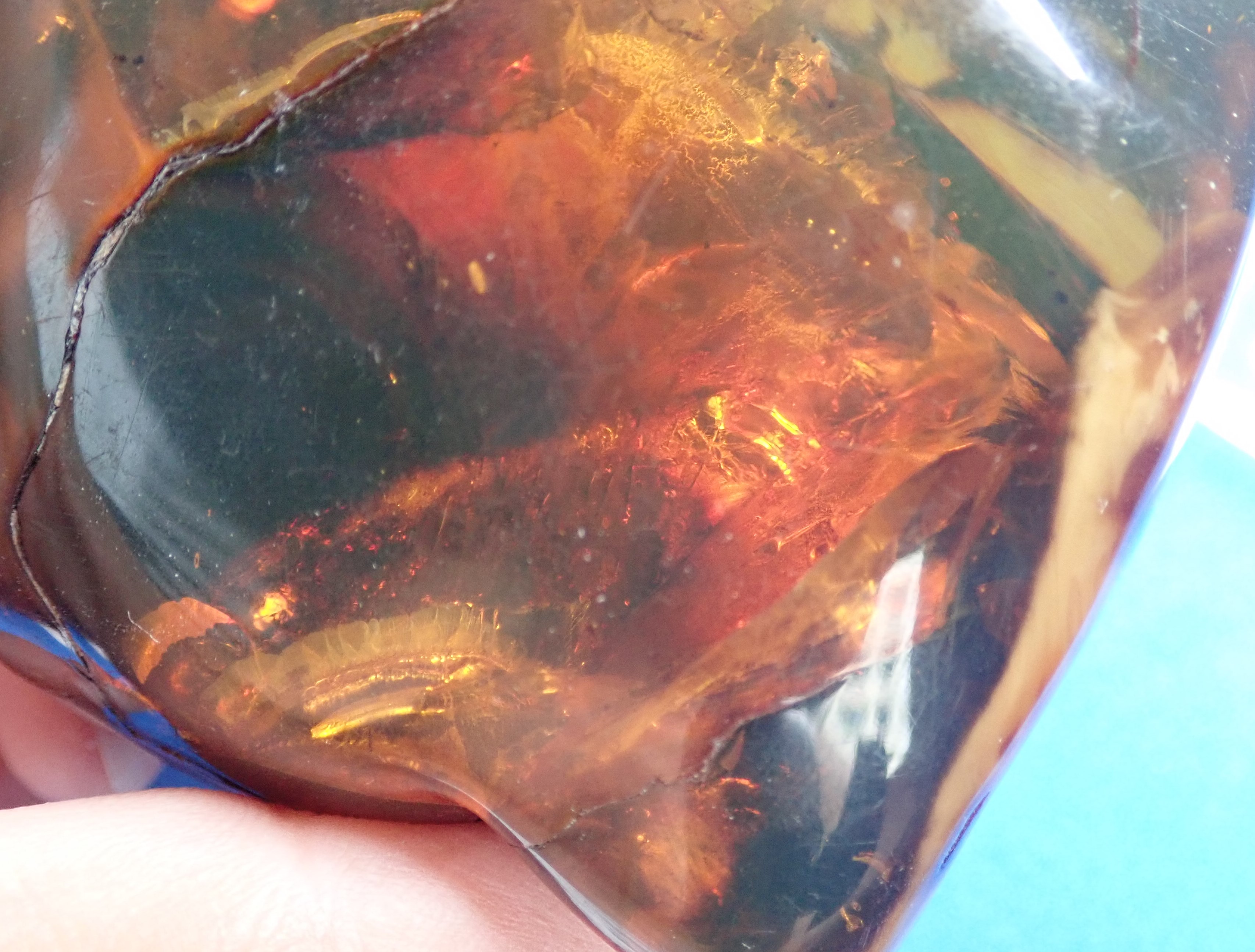 anurognathus in amber