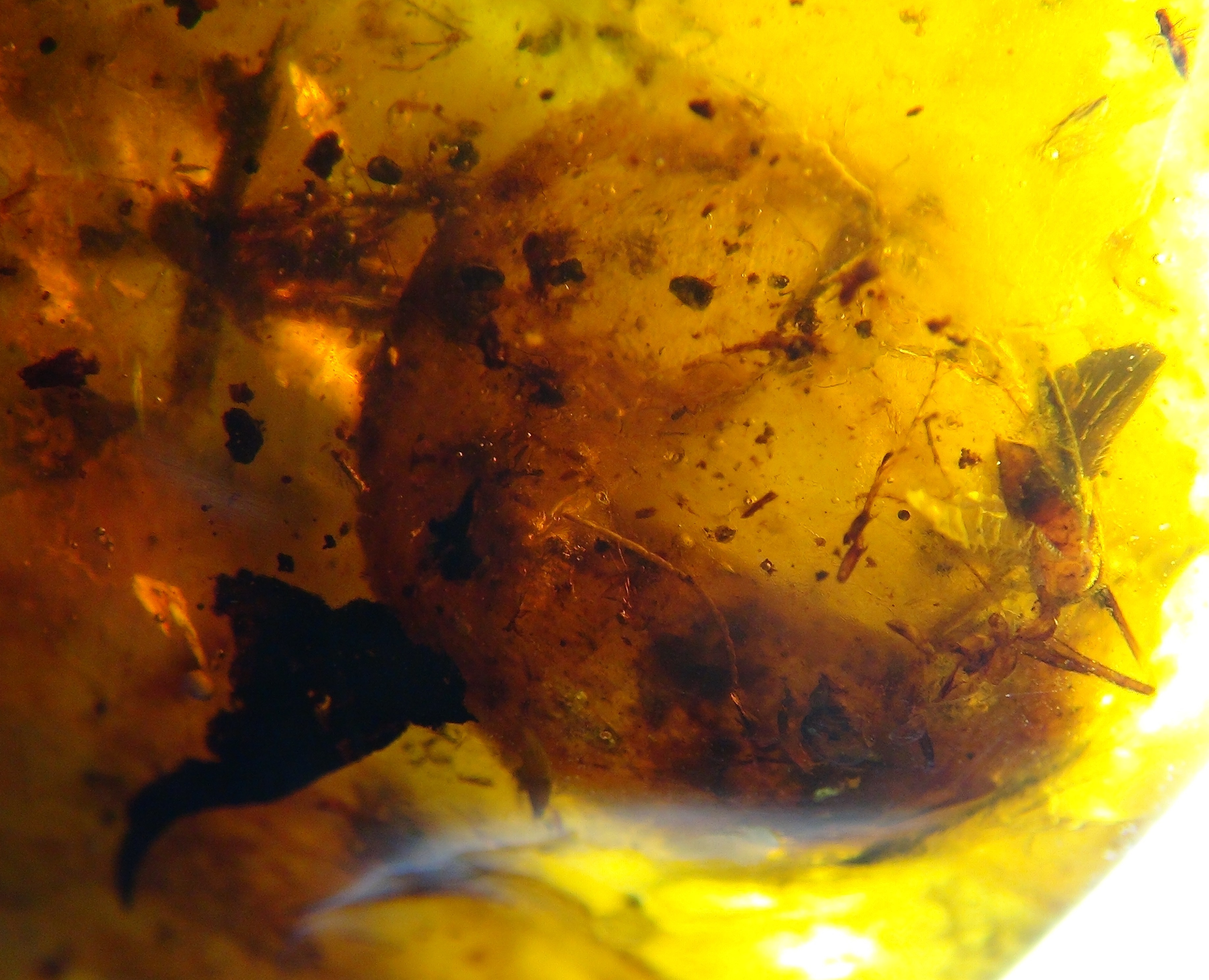 bird eggs found in burmite amber