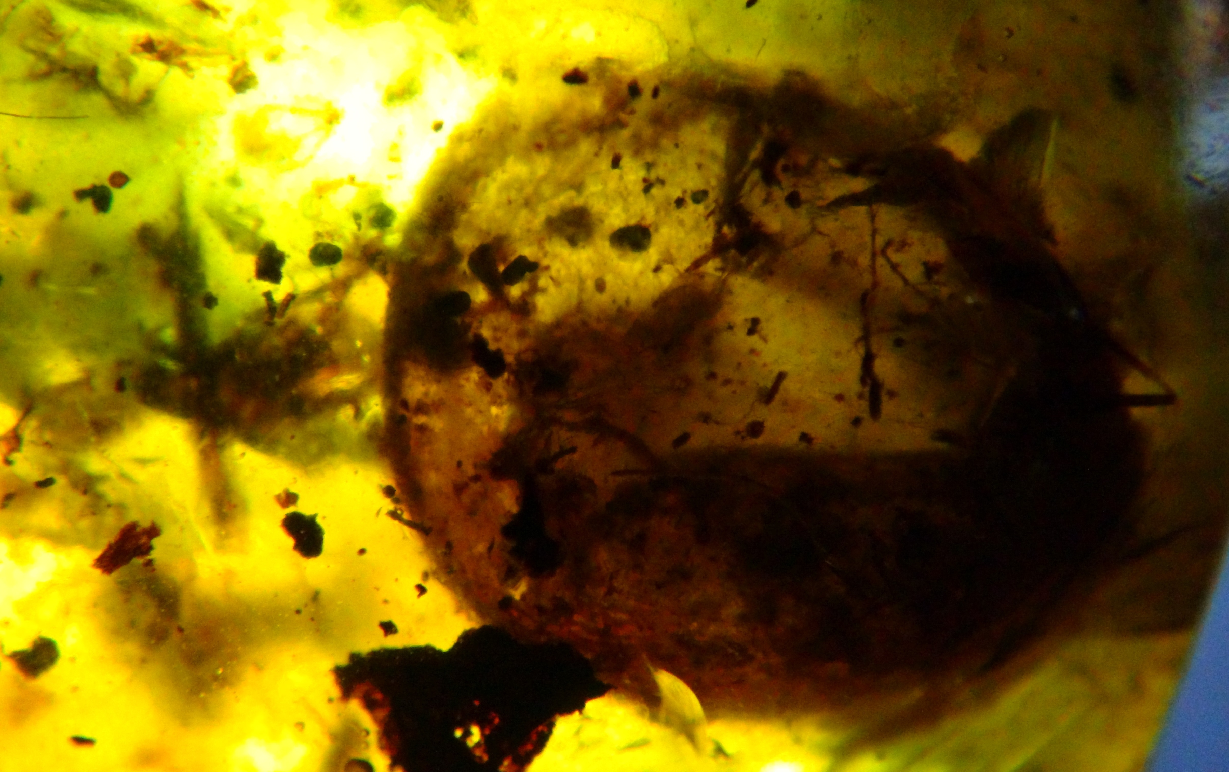 bird eggs found in burmite amber