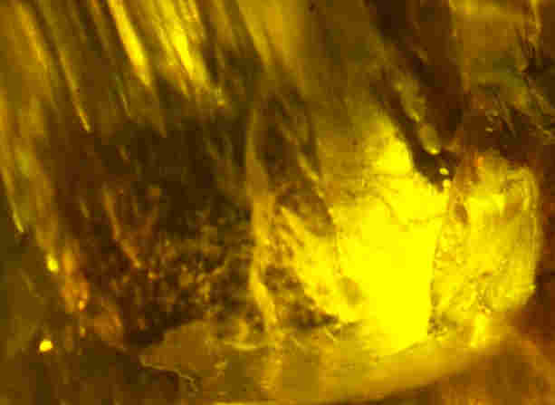 bird eggs in burmite amber