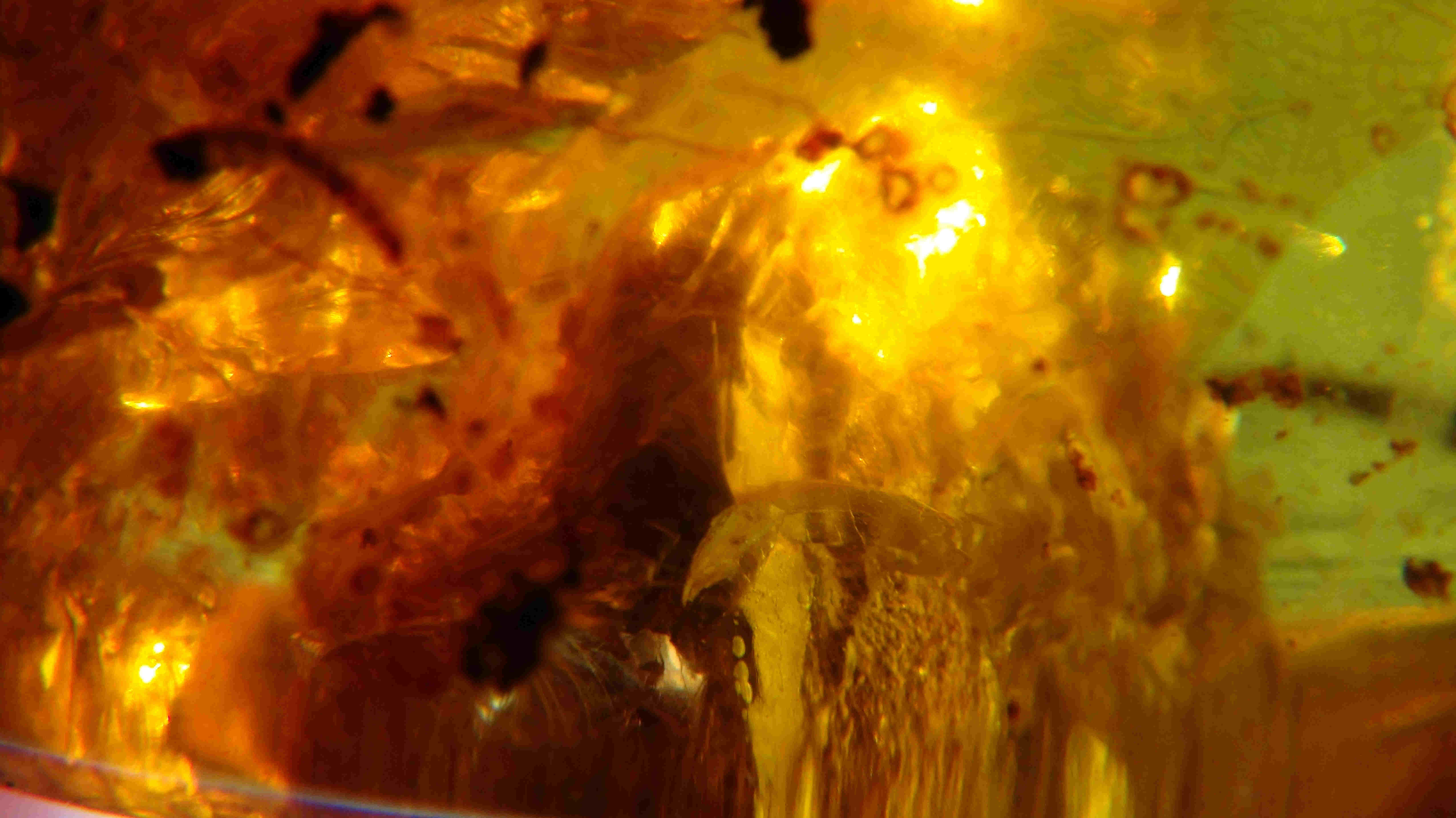 bird egg in burmite amber