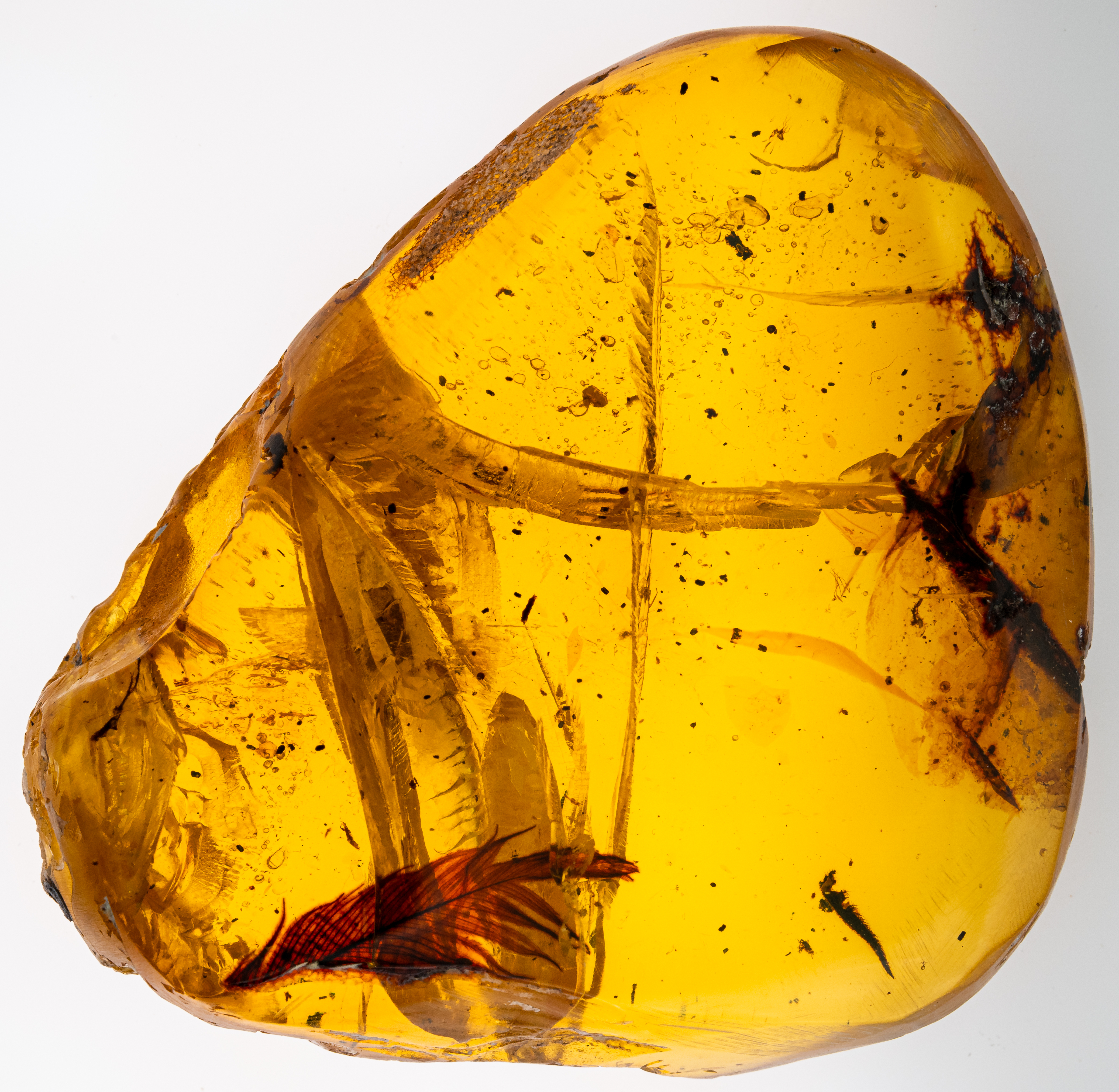 Cretaceous Feather in amber