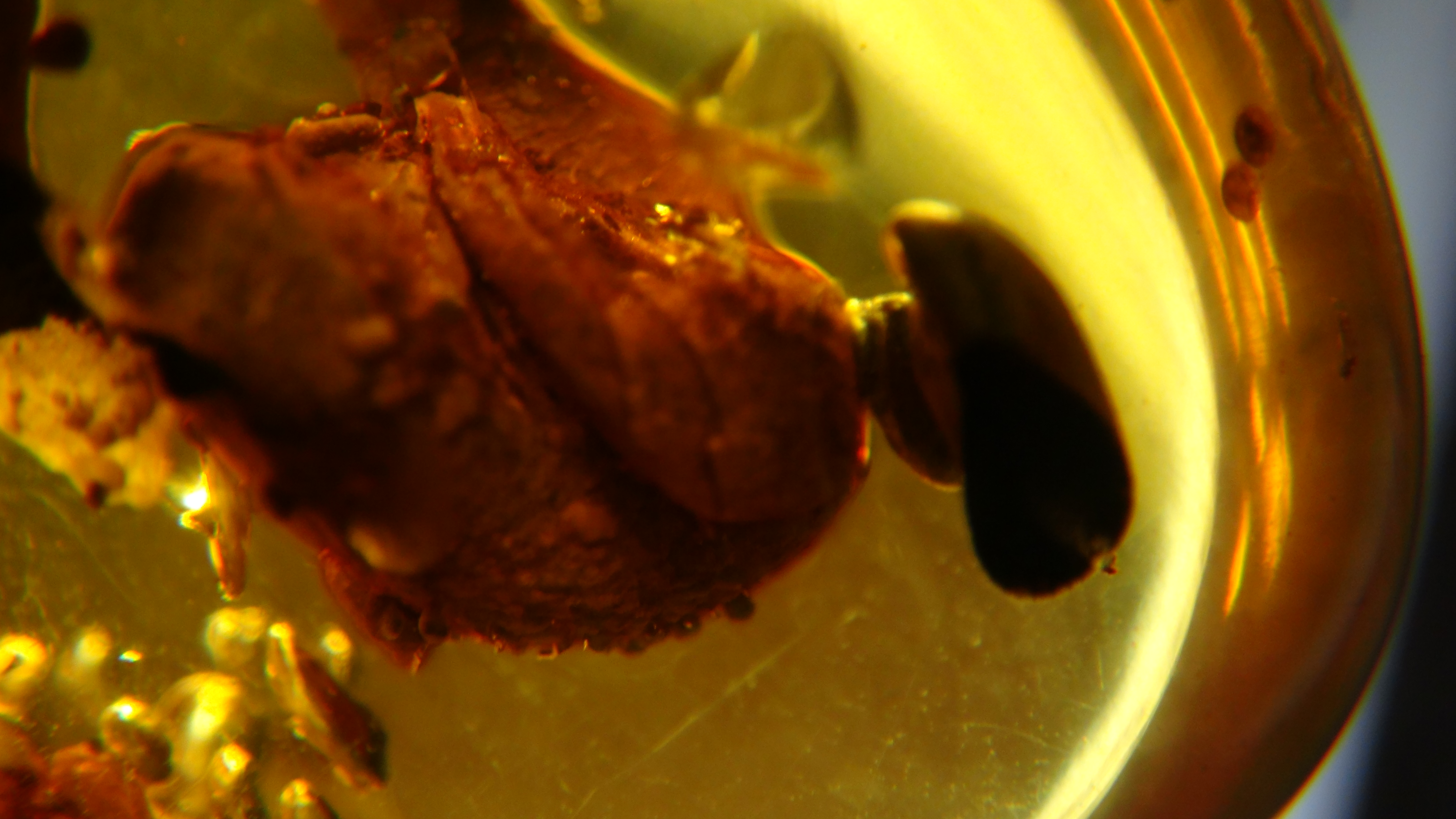 Feathers on a wing of bird in amber