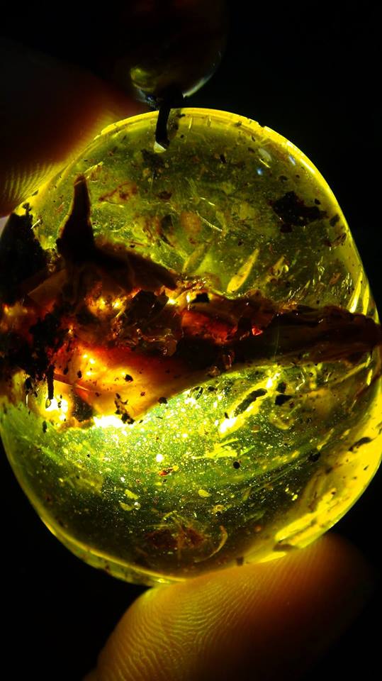 volant head in amber