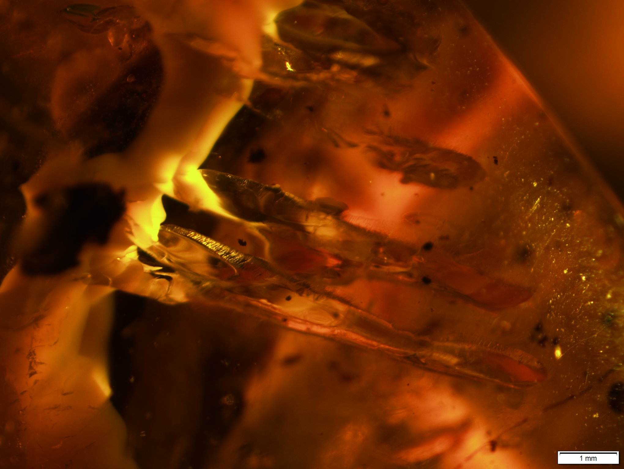 pterosaur teeth in amber