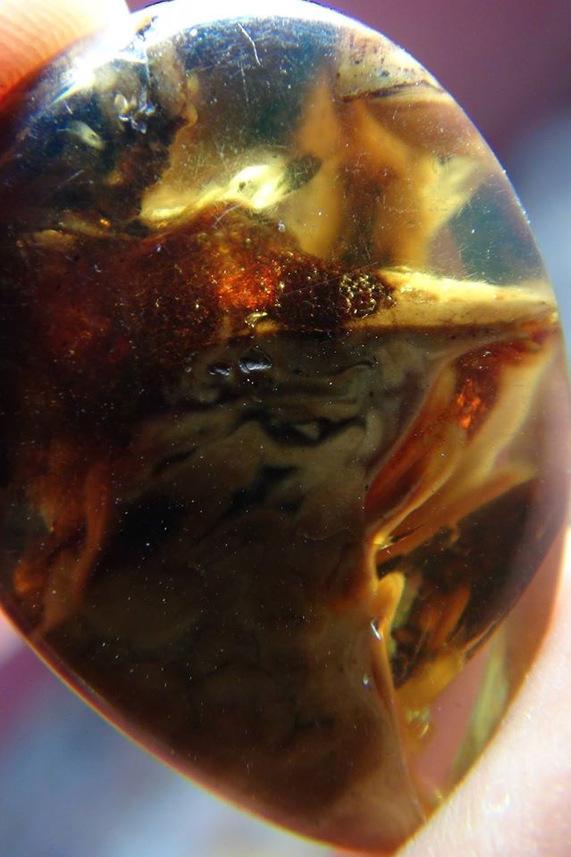 volant head in amber