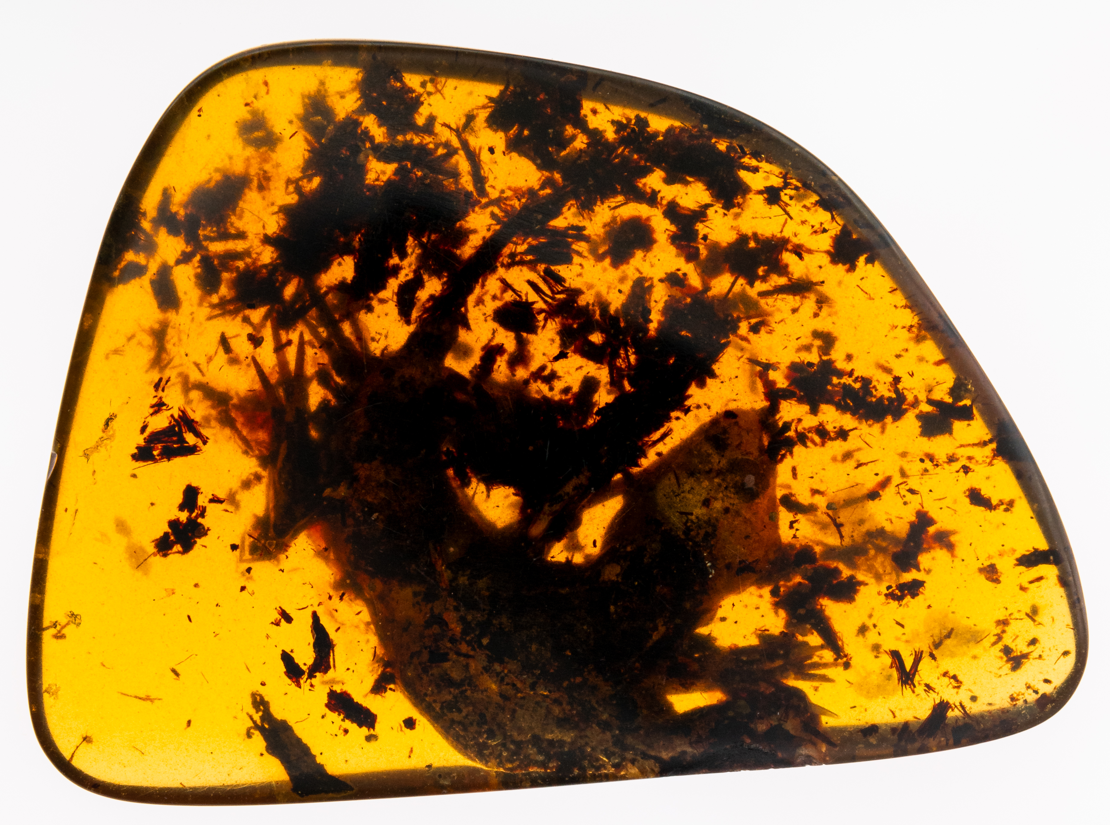 Cretaceous crested newt in amber
