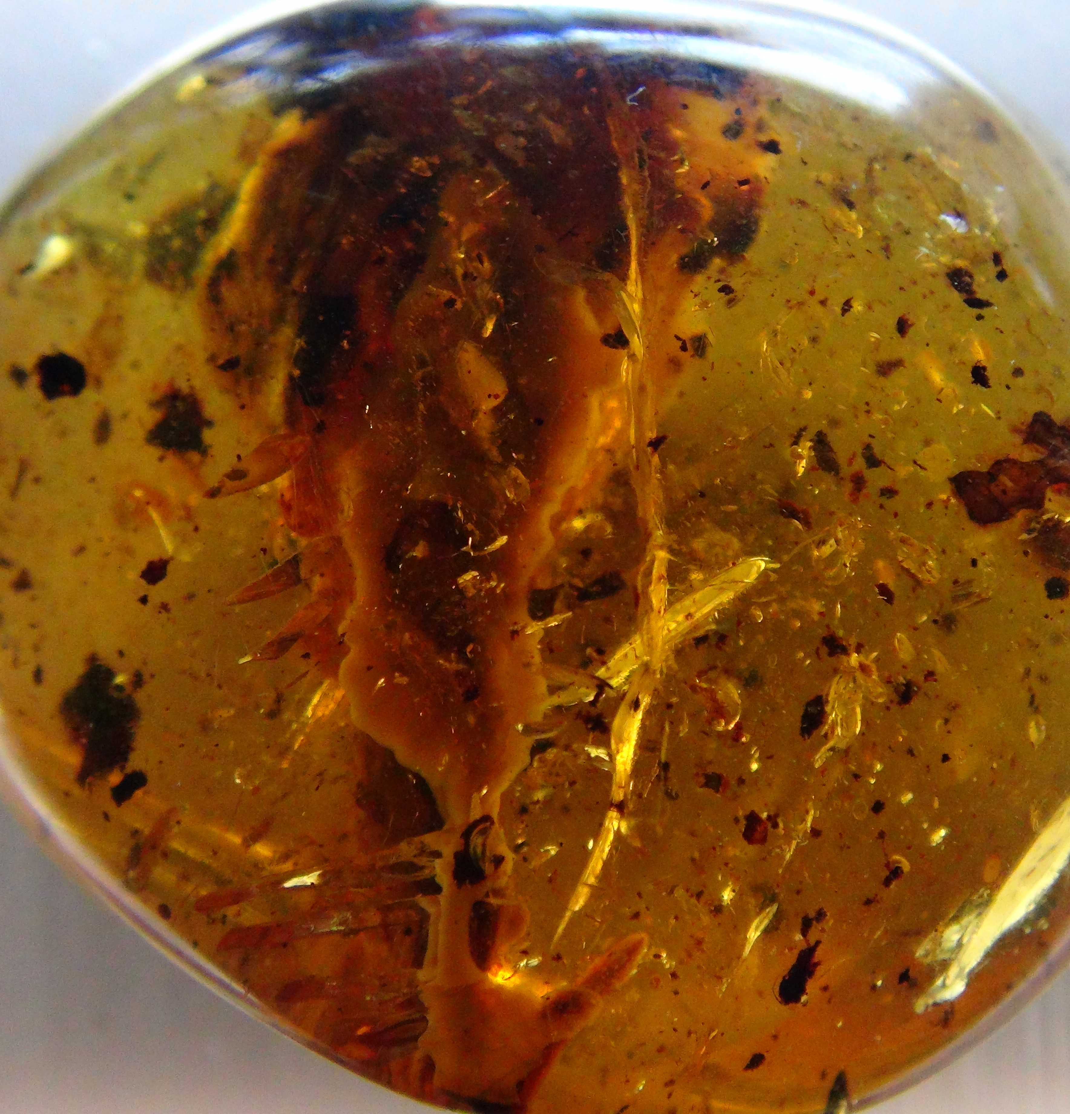 pterosaur head in amber