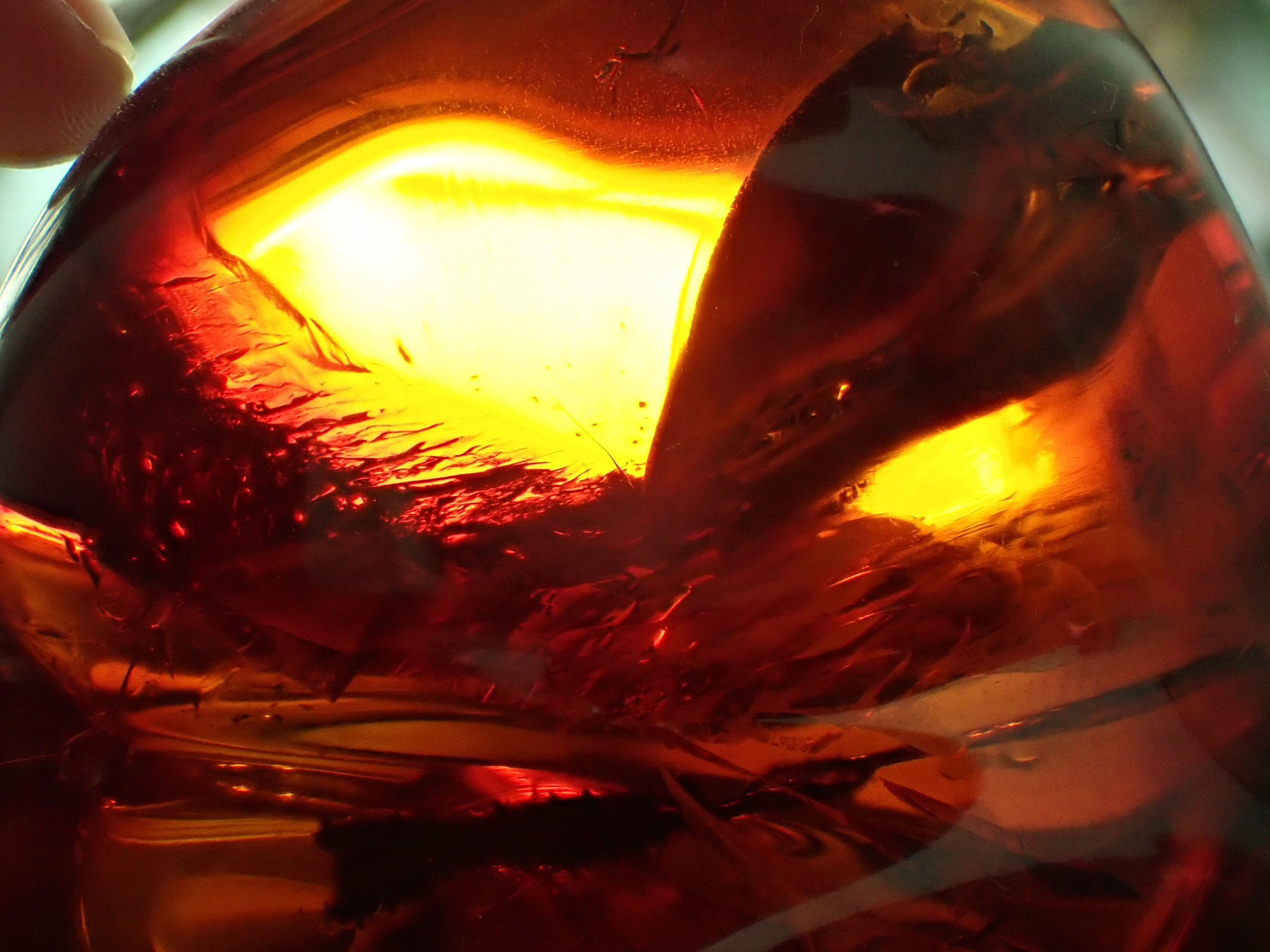 red bird in cretaceous amber