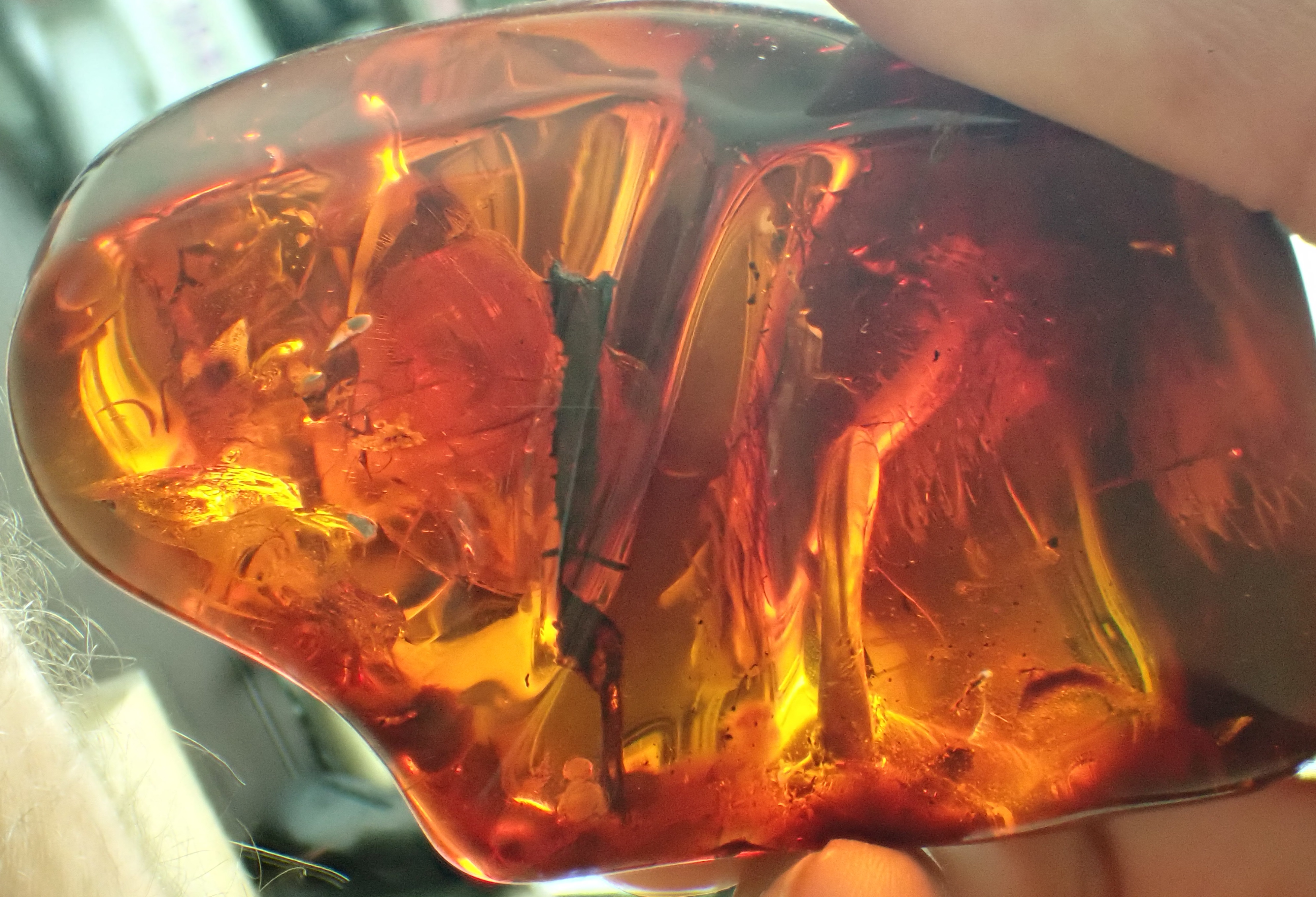 horizontal view red bird in cretaceous amber