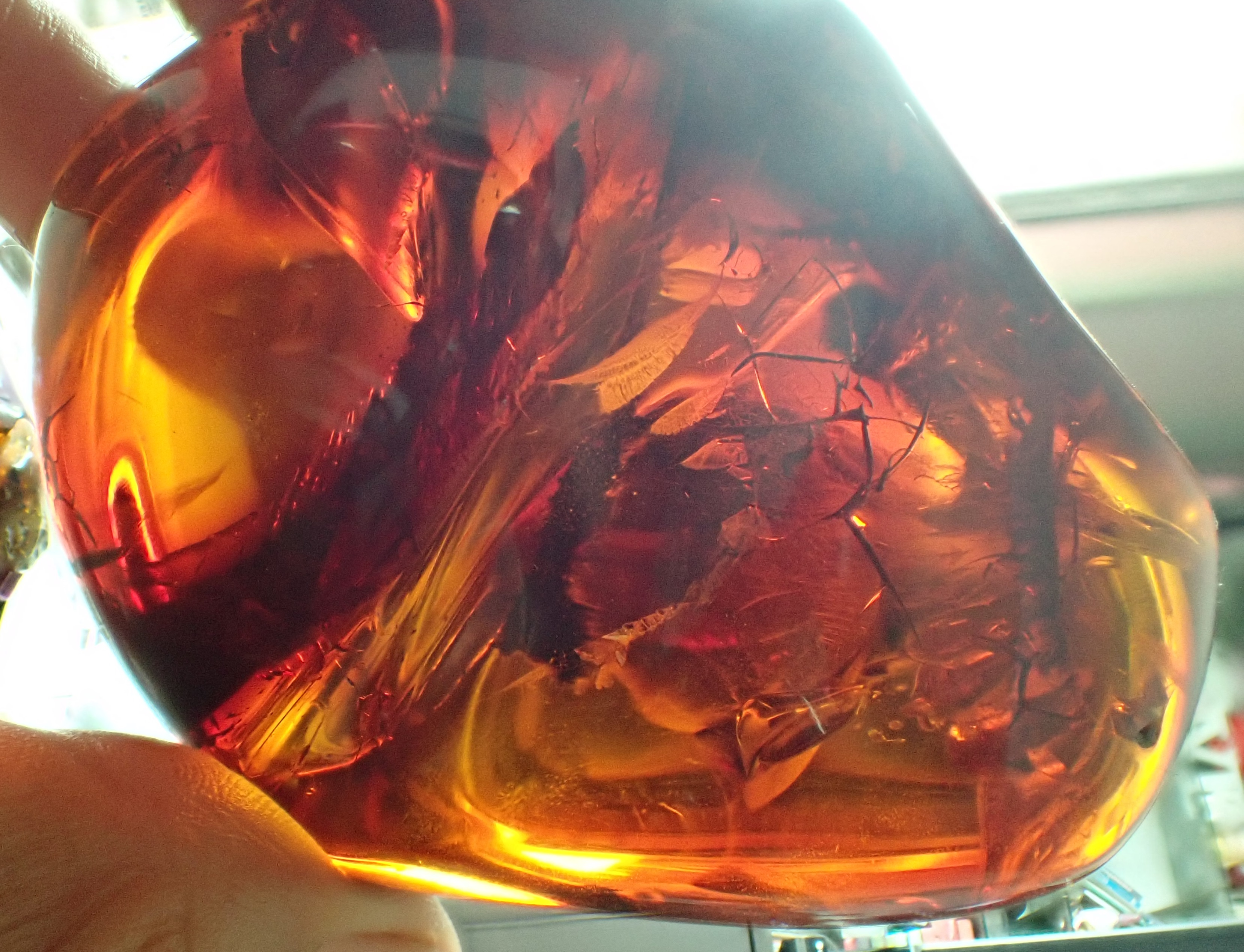 red bird in cretaceous amber