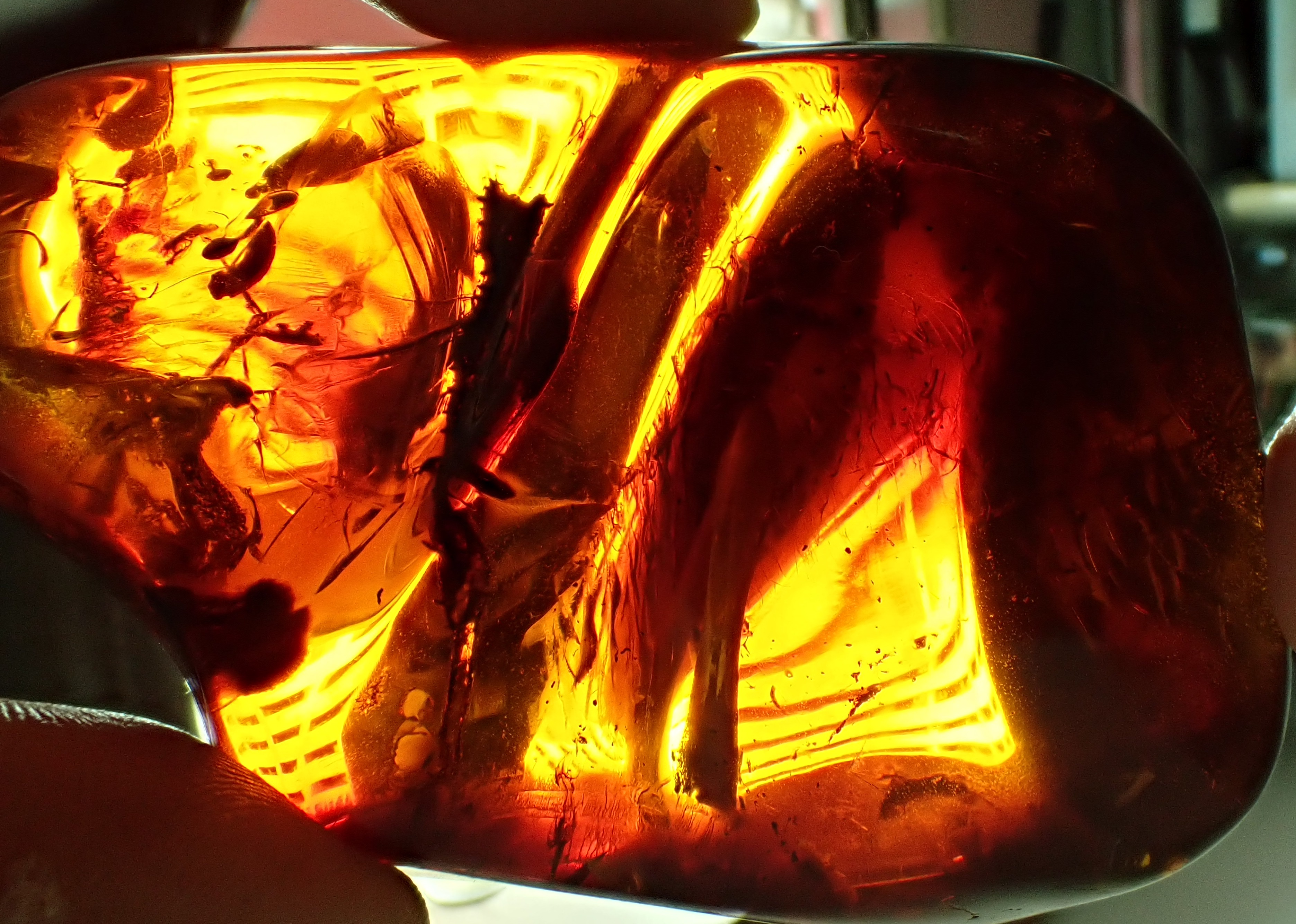 red  bird in cretaceous amber