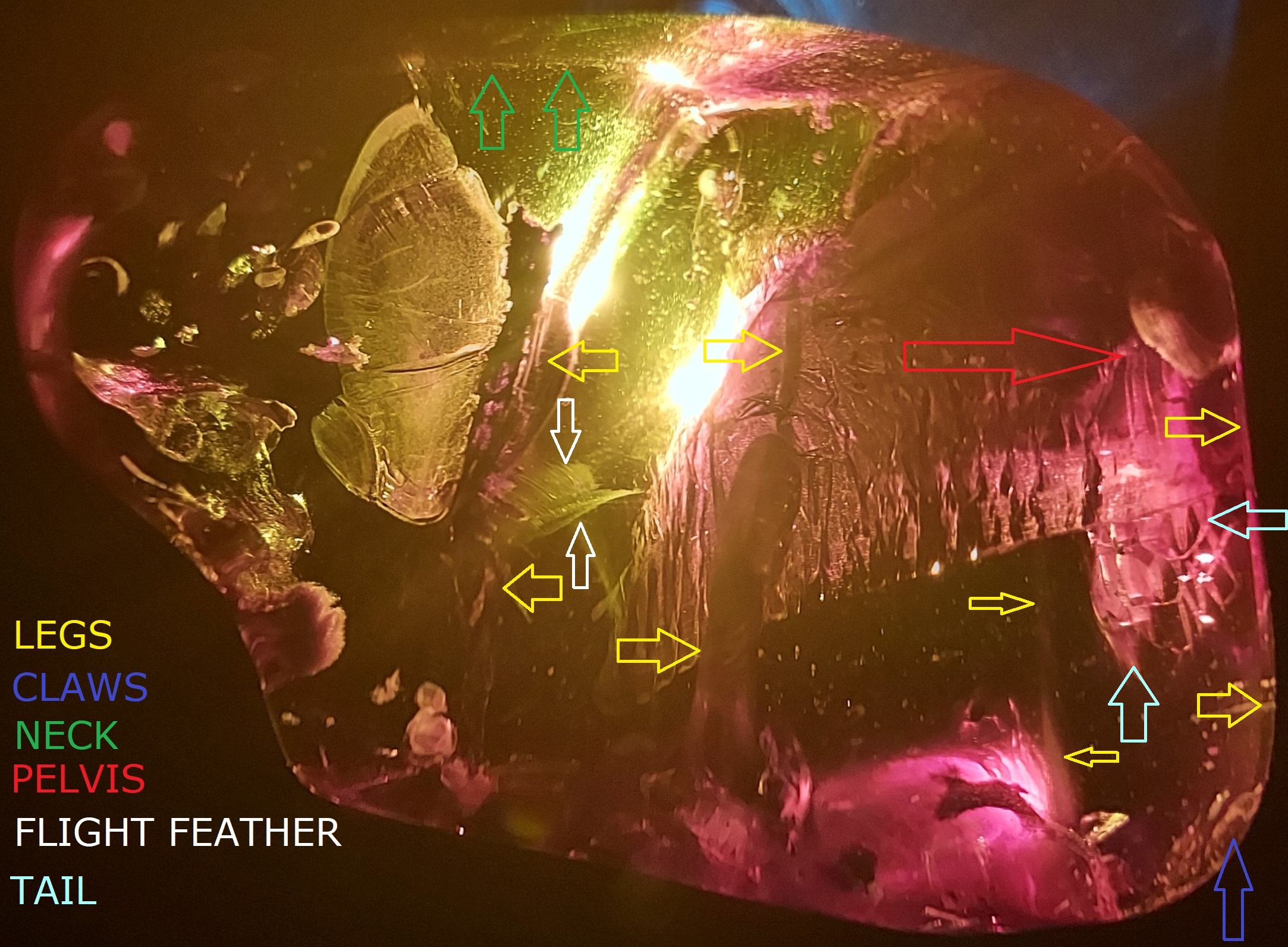 red  Archaeopteryx in cretaceous amber