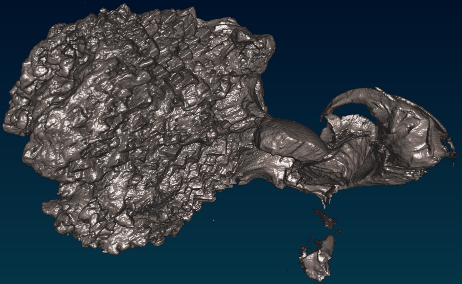 scaly tetrapod computer tomography