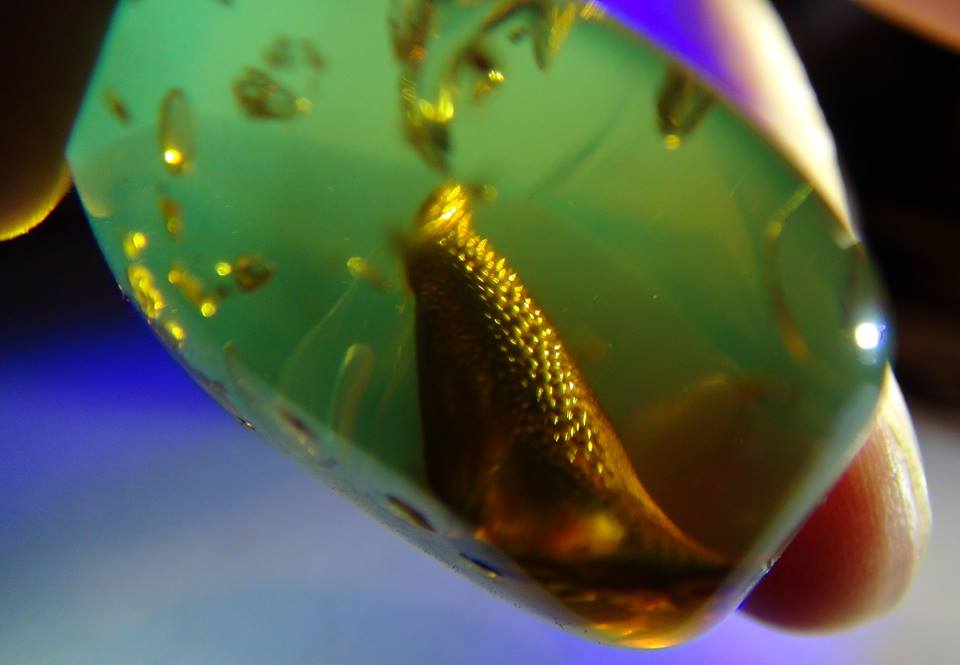 engorged well preserved leech in amber may possibly contain DNA