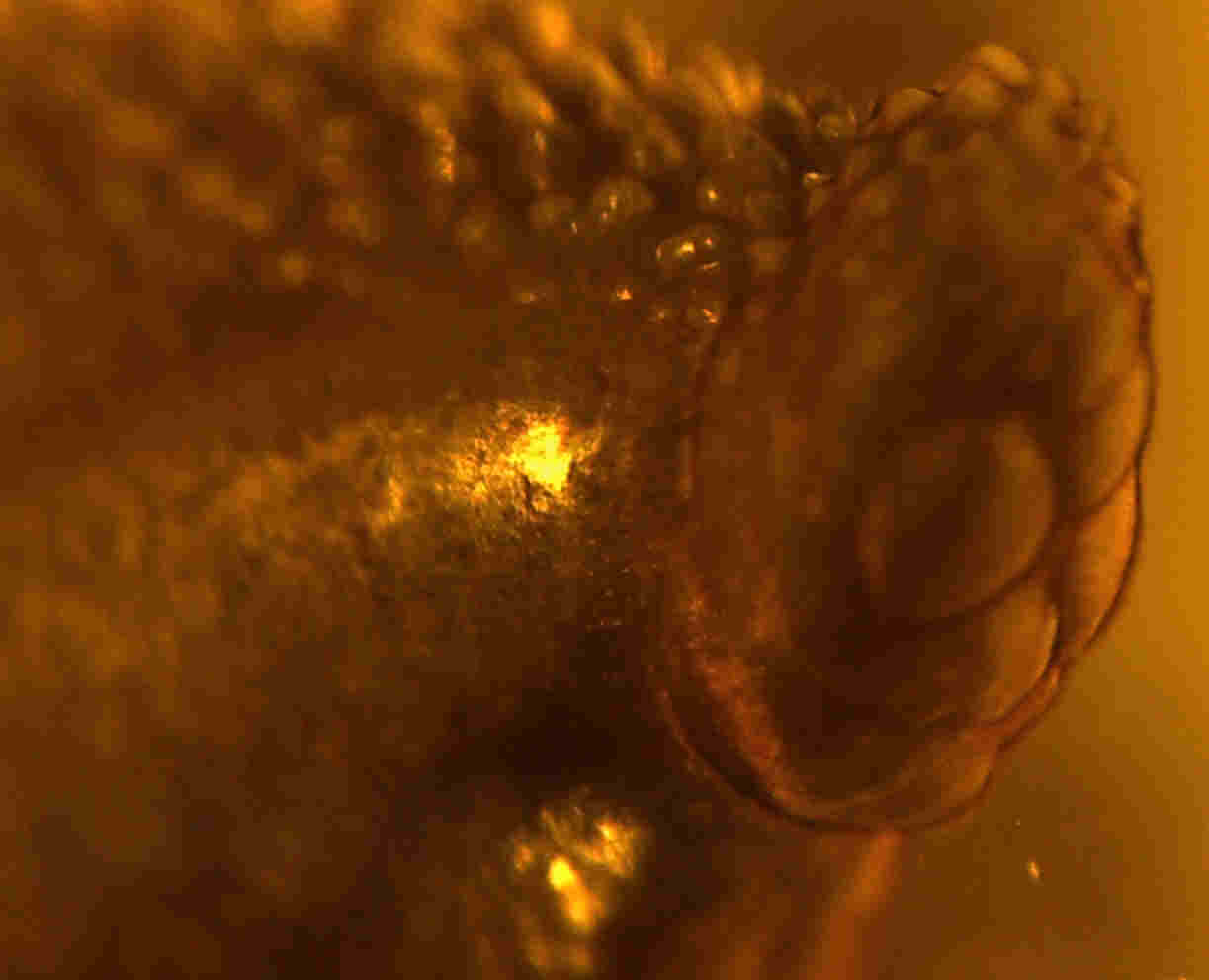 Leech in amber offers chance of discovering dinosaur DNA