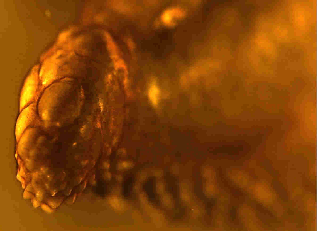 leech in amber