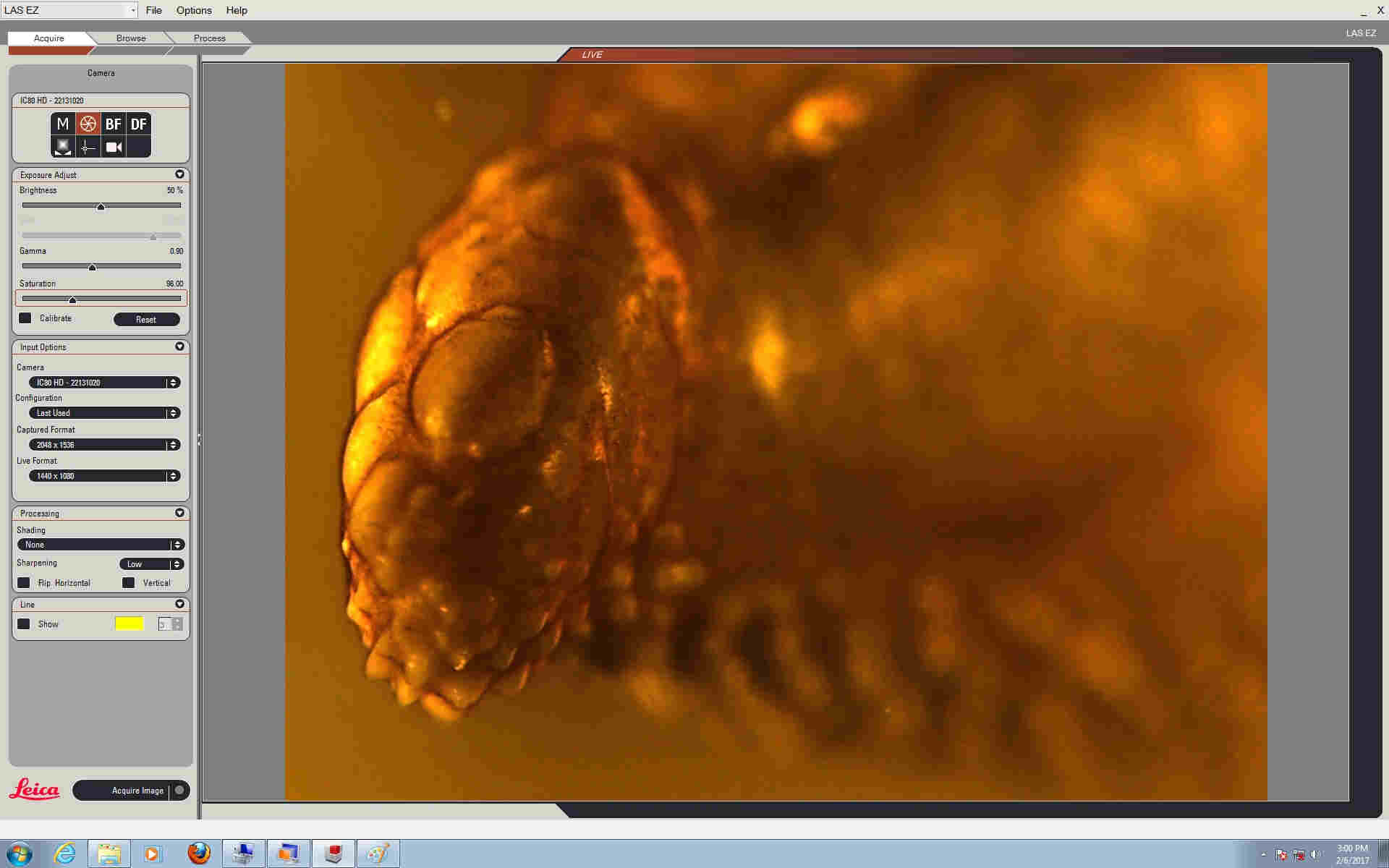 Leech in amber offers chance of discovering dinosaur blood