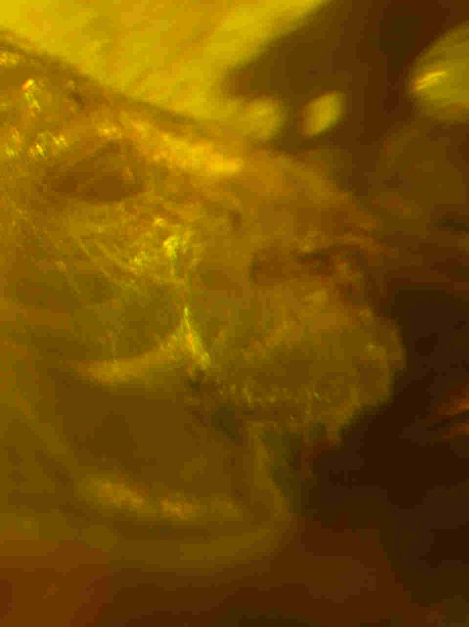 nematode in amber