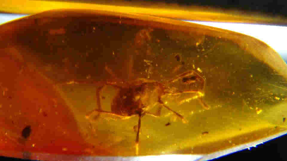 tick in amber