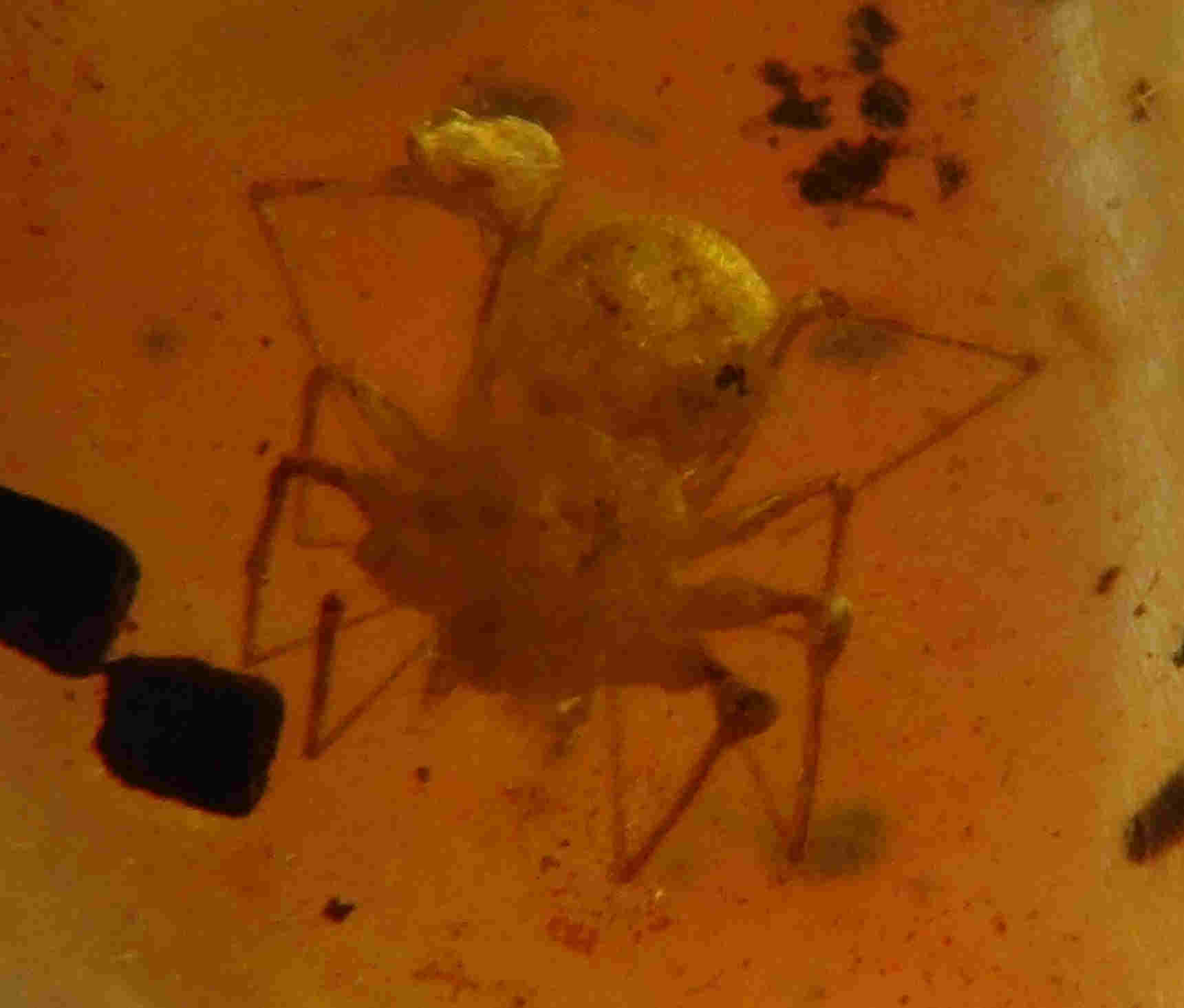 Spider in amber