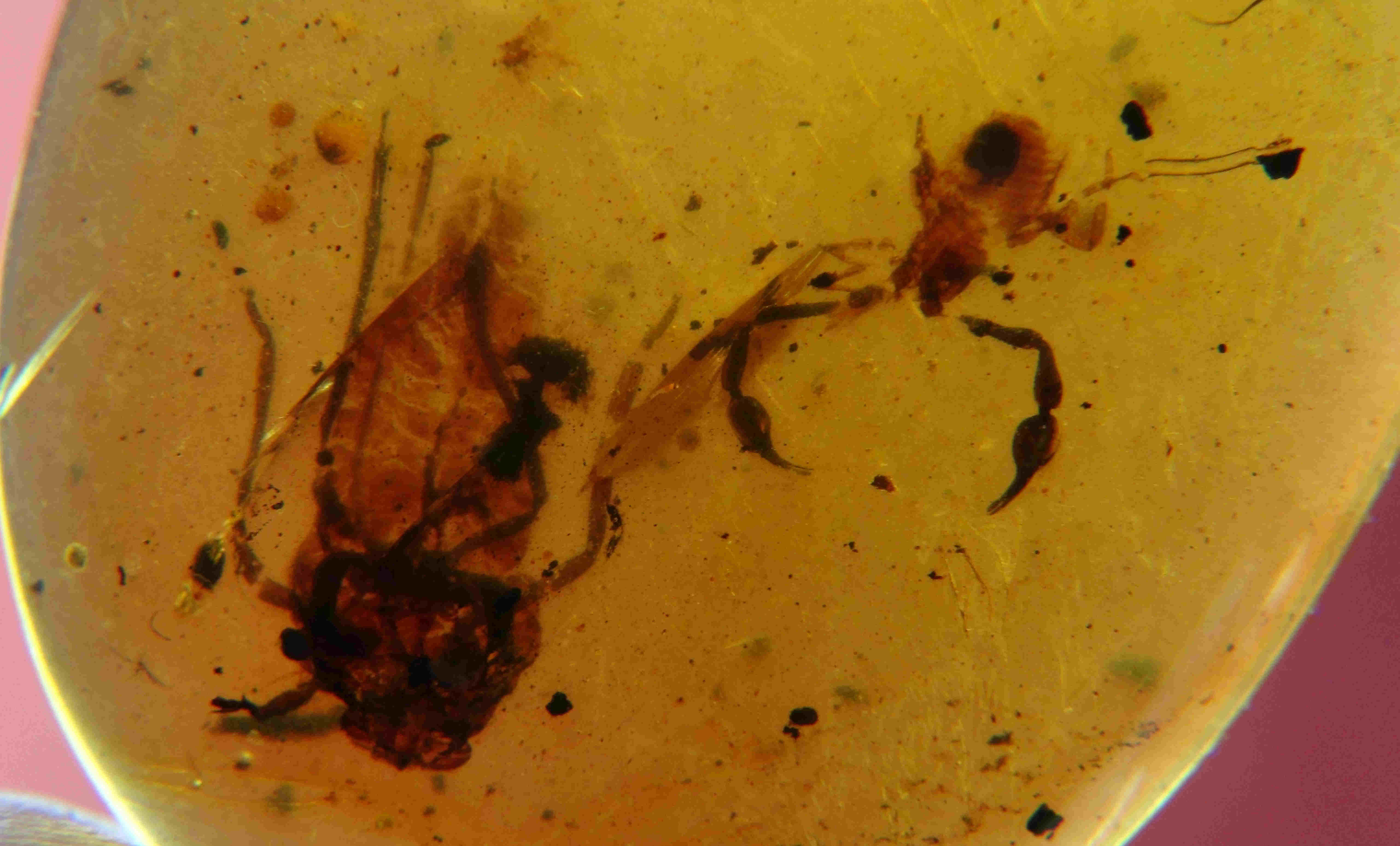 Pseudoscorpion in amber