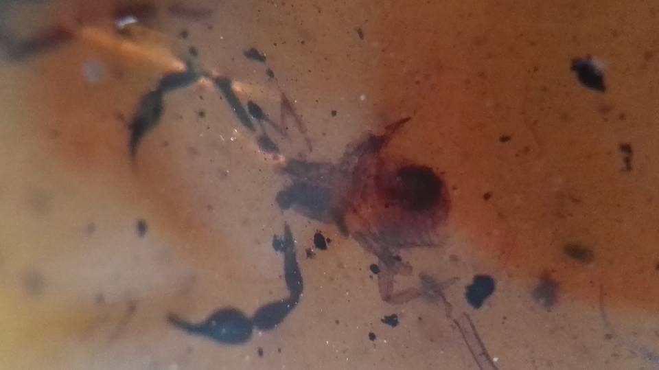 Pseudoscorpion in amber