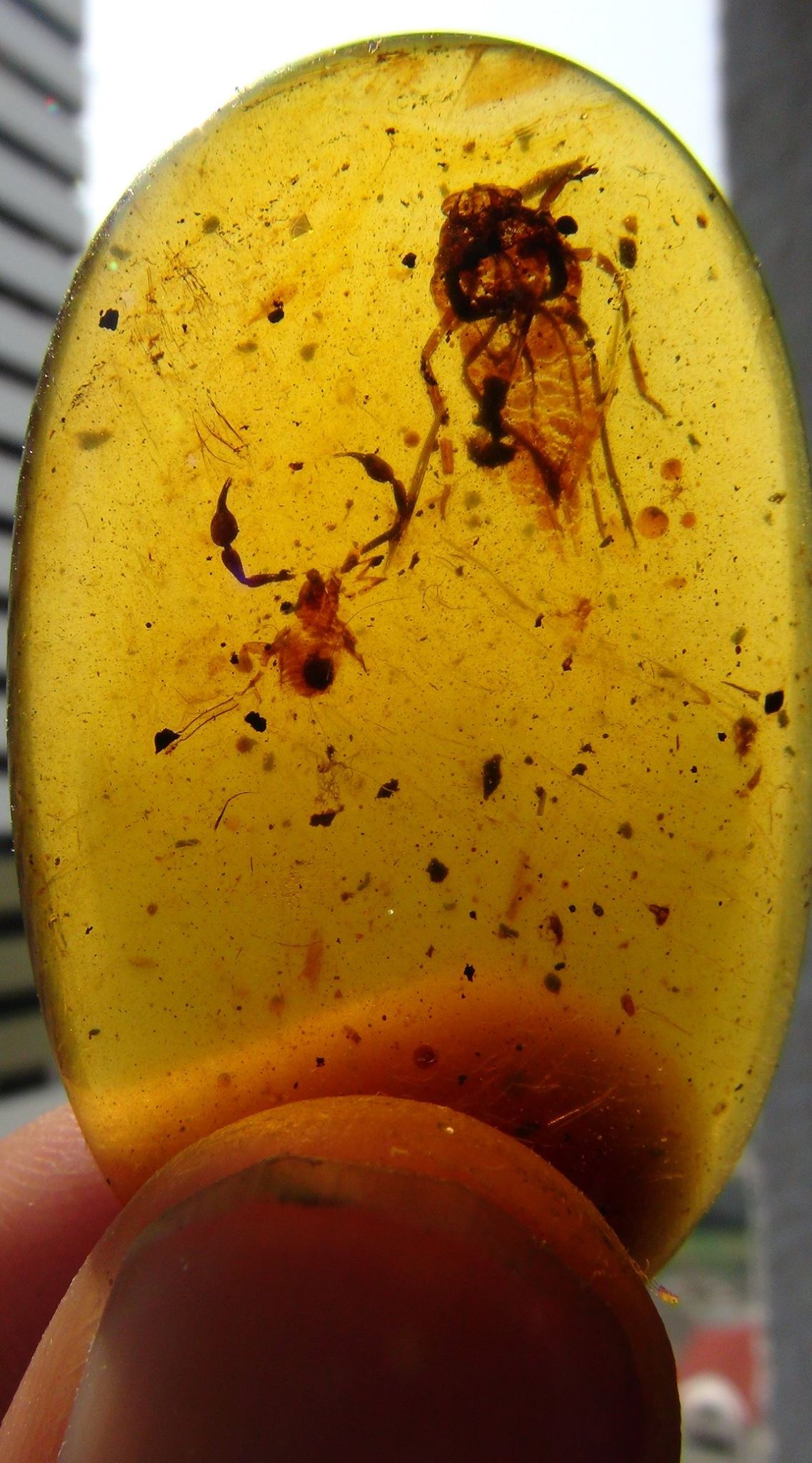 Pseudoscorpion in amber