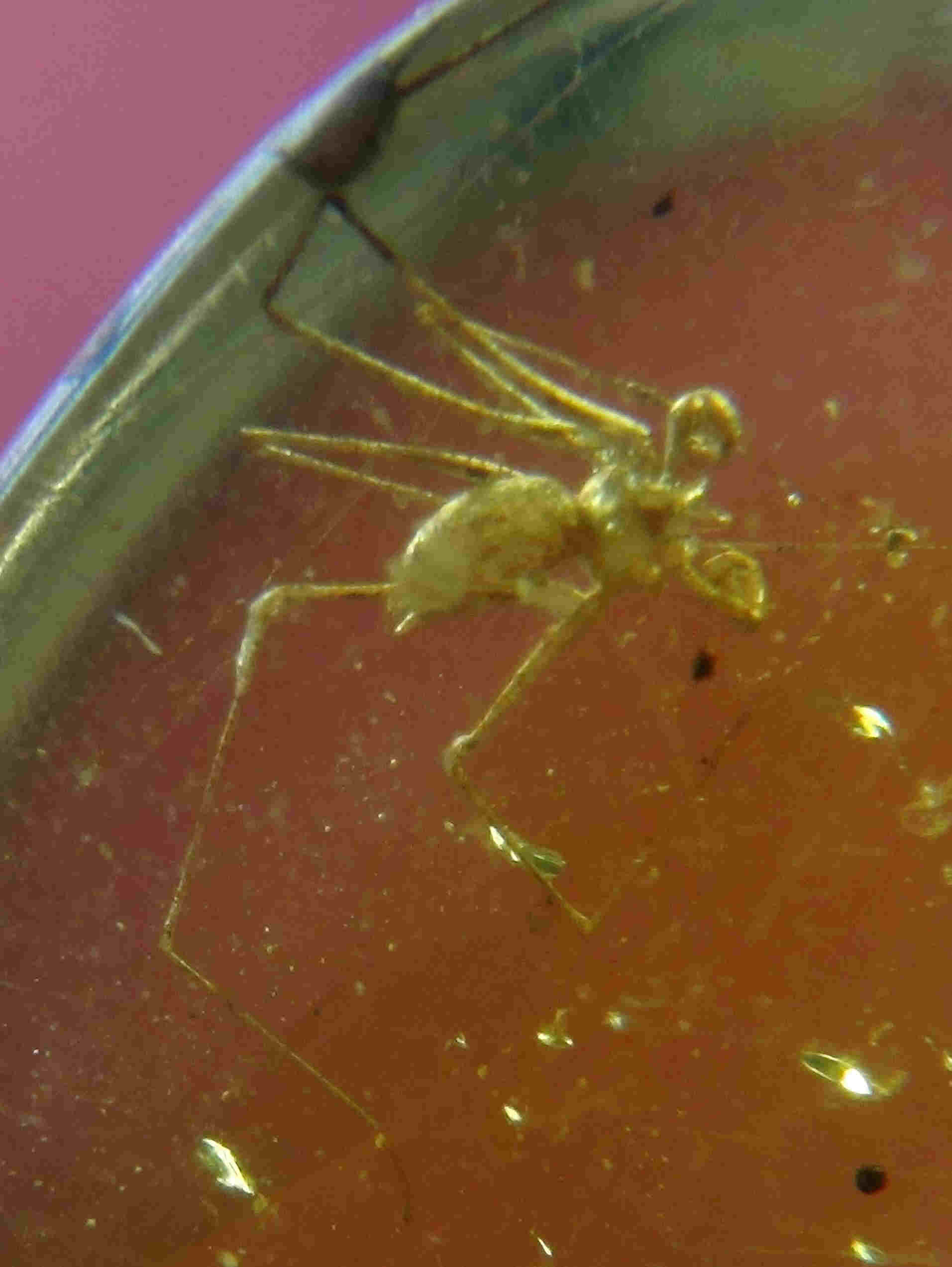 Spider whiptail scorpion in amber