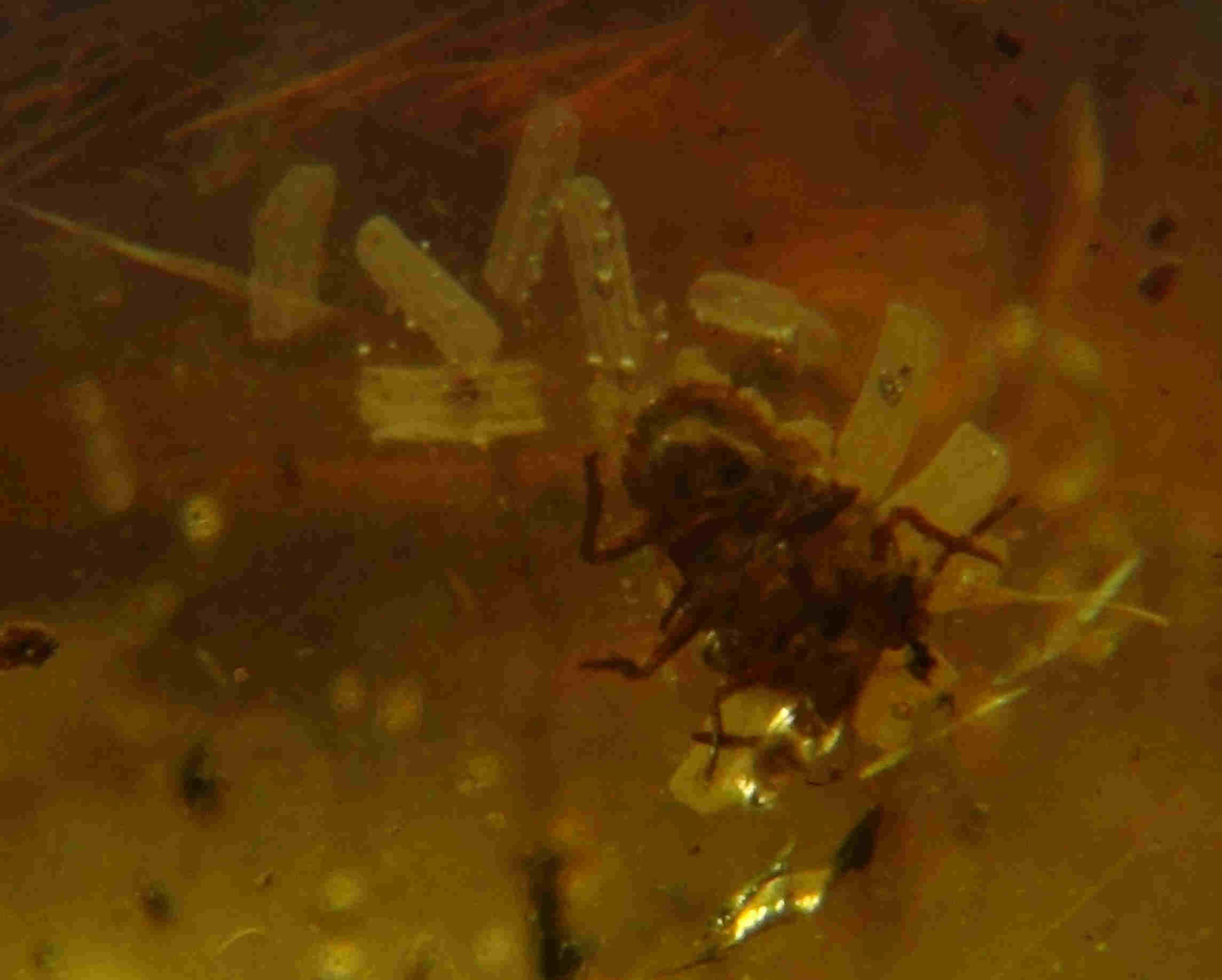 Spider with eggs in amber