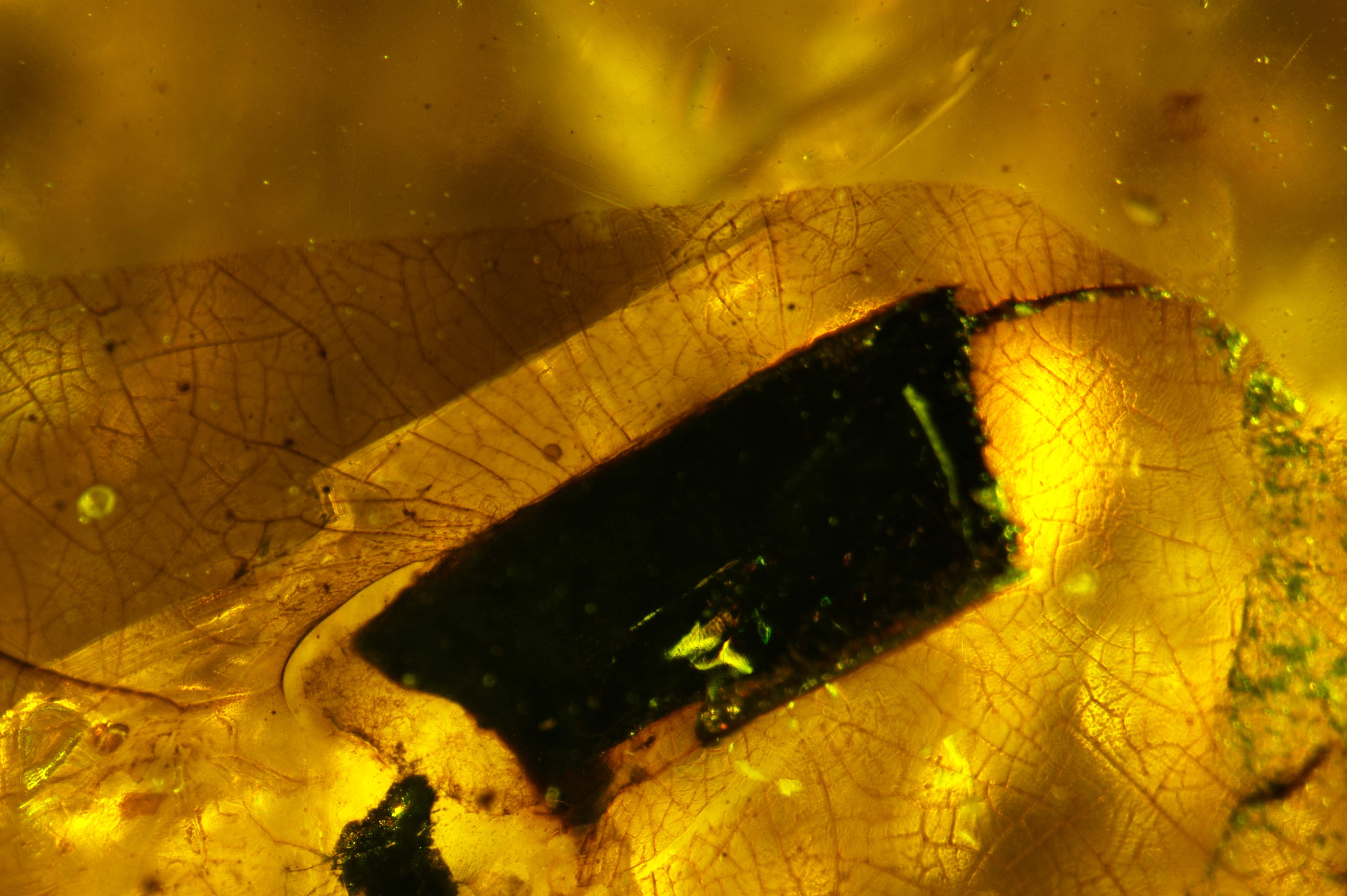 eggs in amber with leaf on amber surface