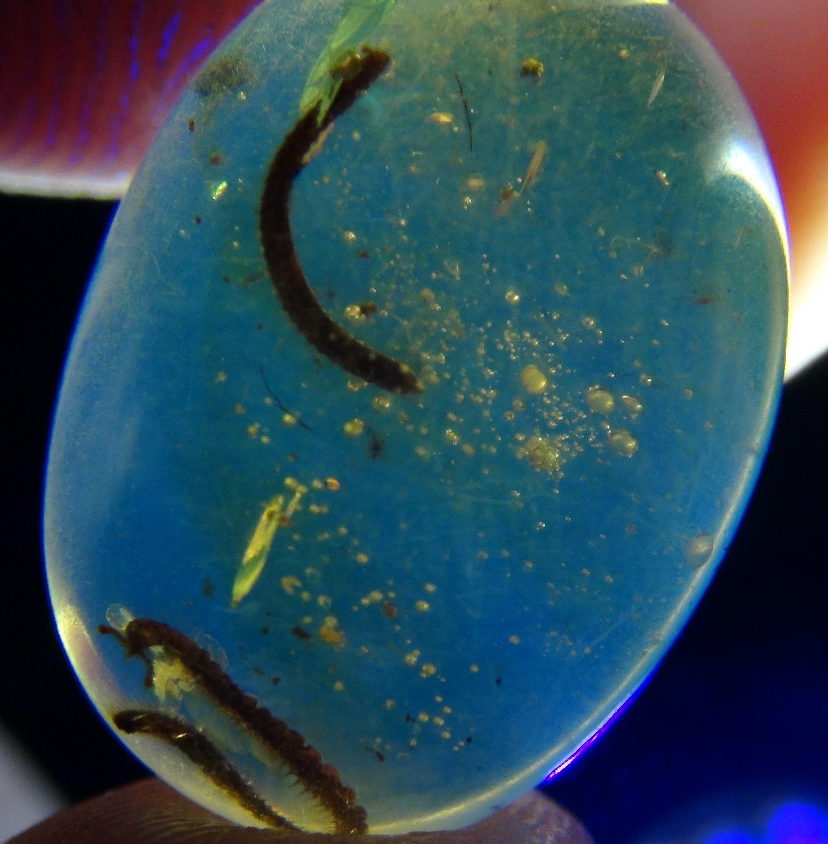 Millipedes in amber