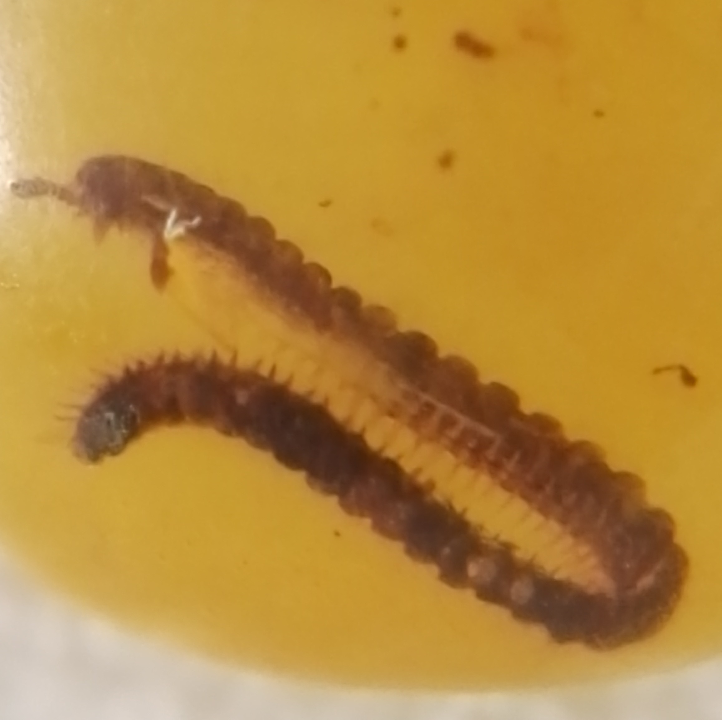 Millipedes in amber