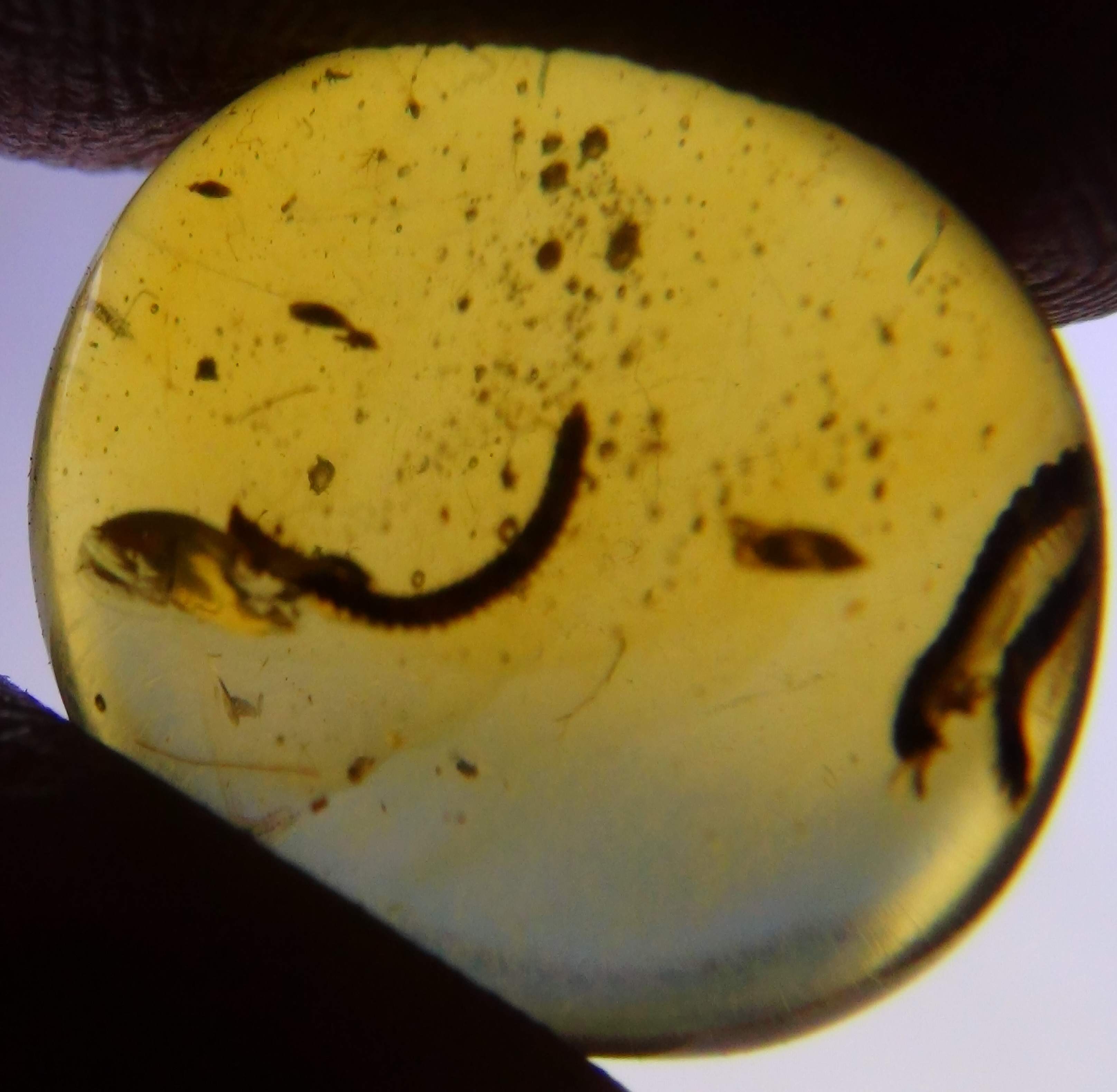 Millipedes in amber
