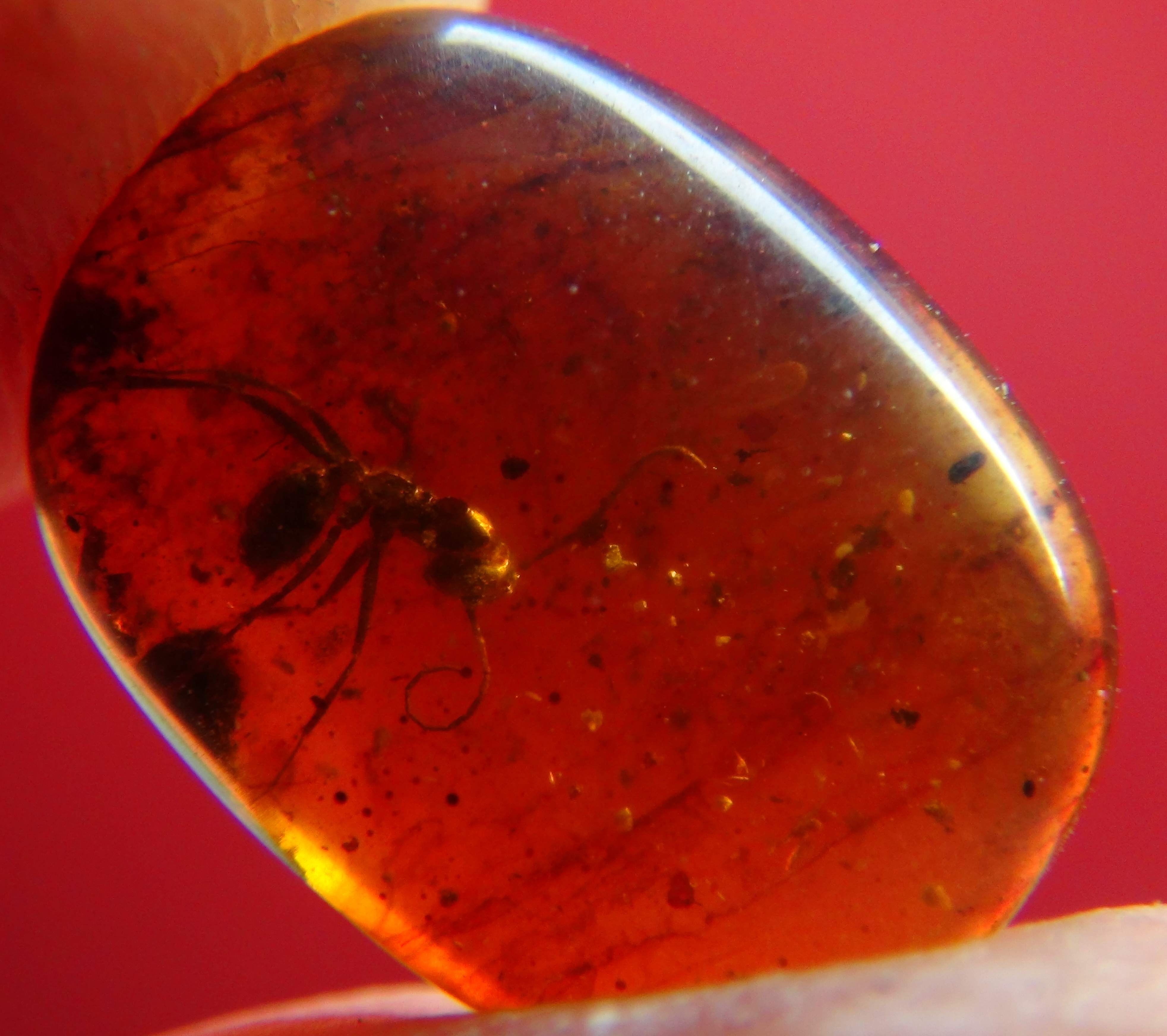 ant in amber