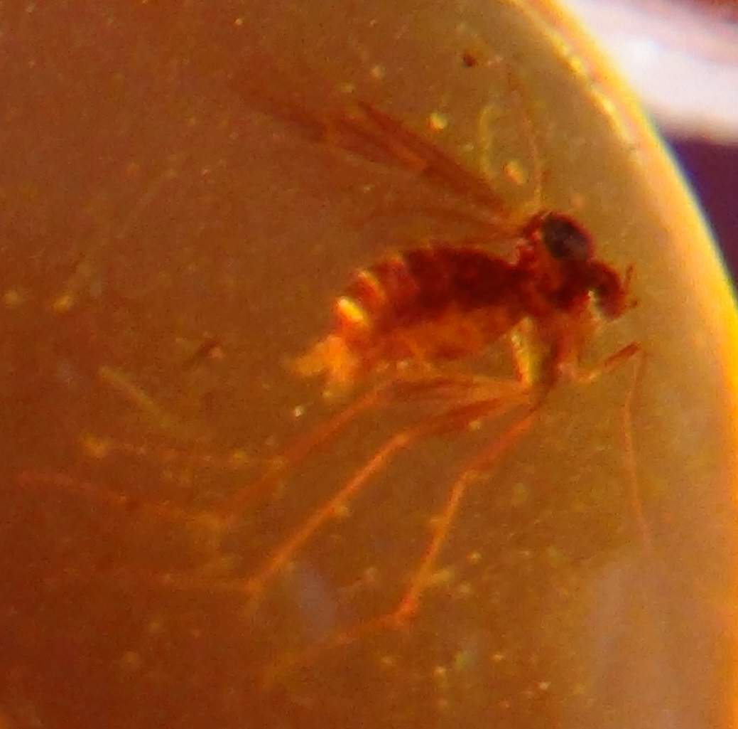 mosquito in amber full of blood