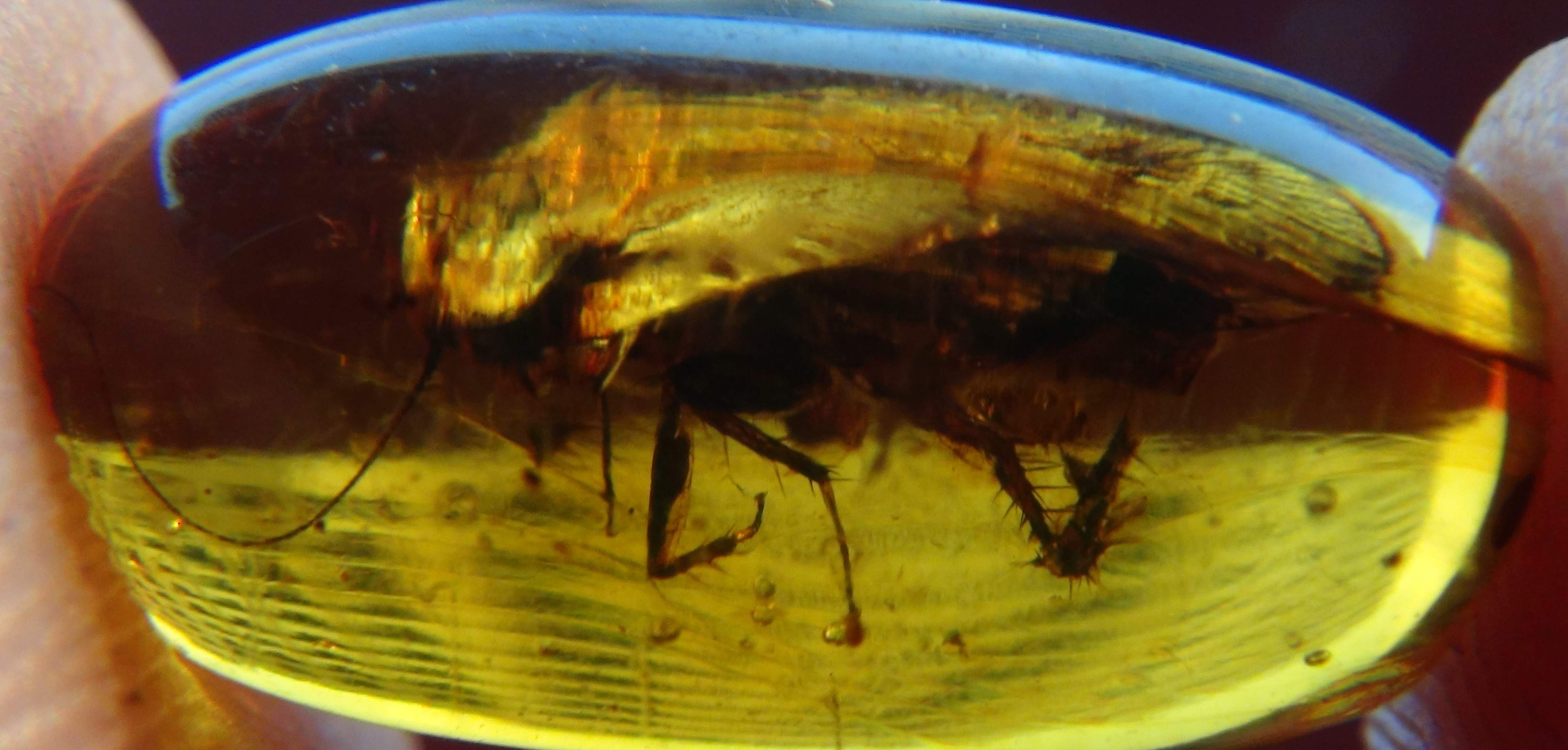 cockroach in amber